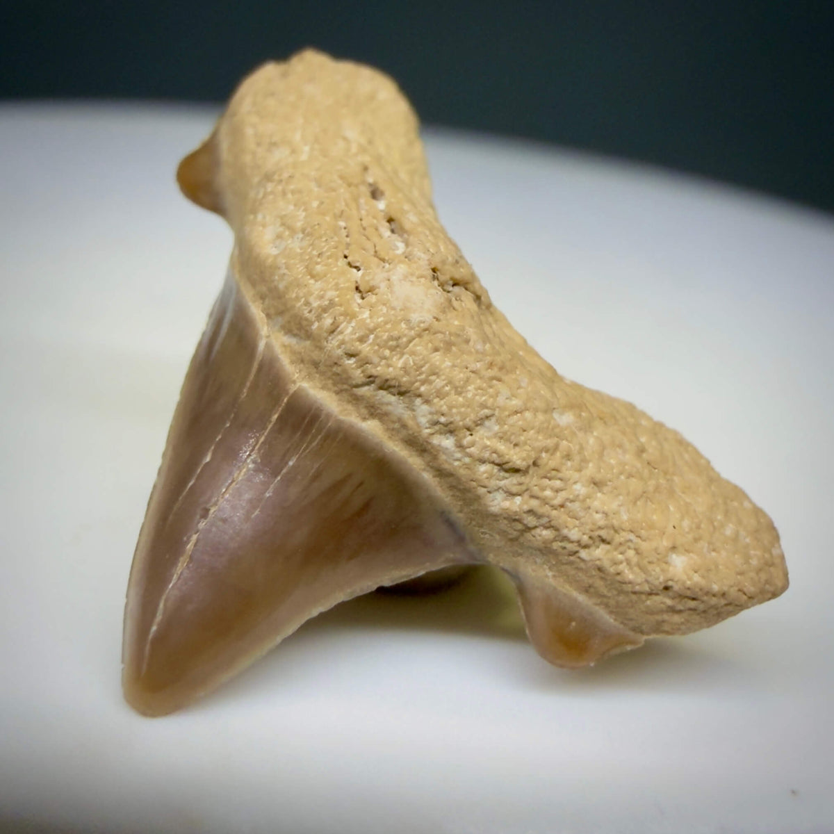 Front Right View Rare 0.74" Fossil Trigonotodus tusbairicus - Extinct Thresher Shark Tooth from Kazakhstan megalodonteeth.com R657