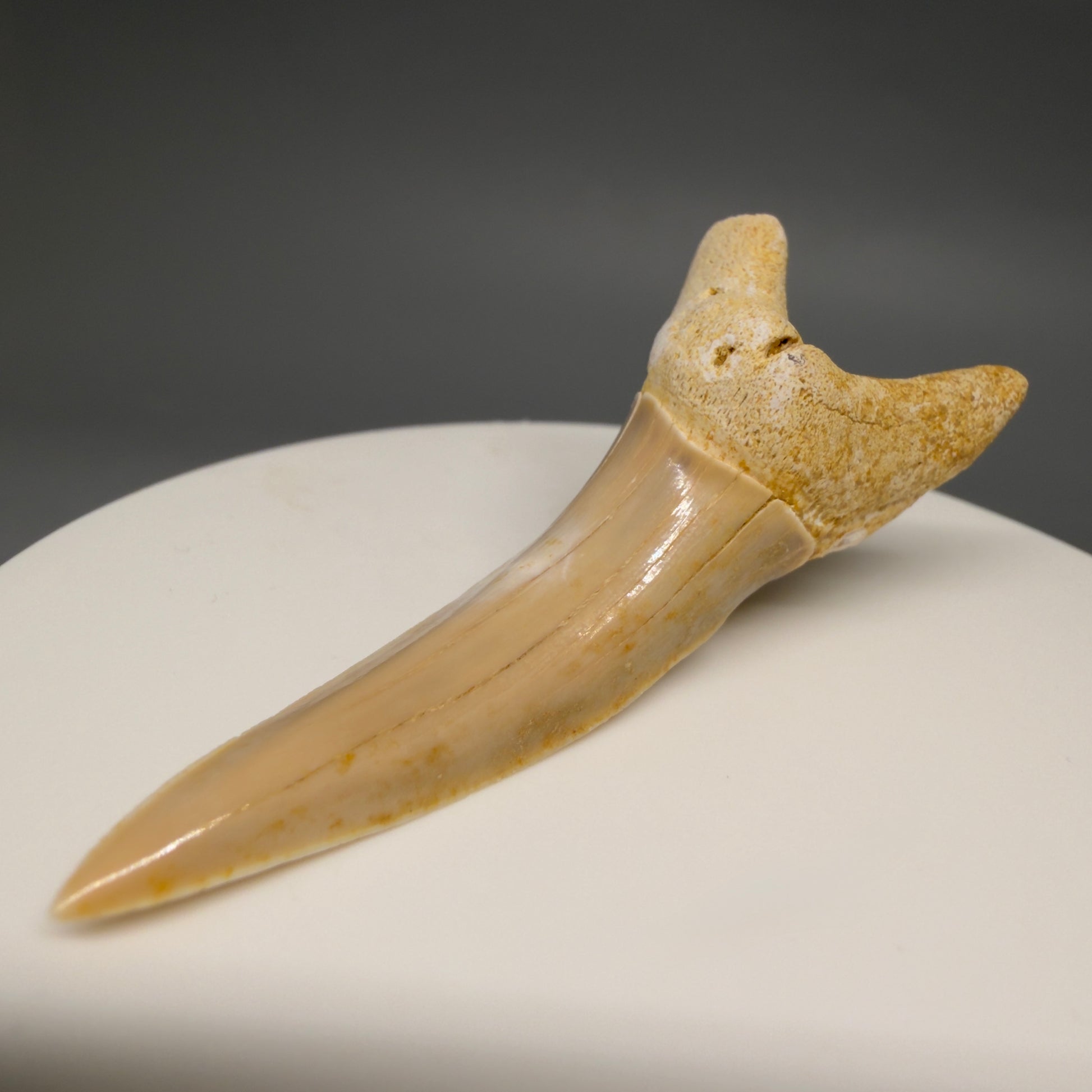 Front Right View Rare 2.15" Fossil Striatolamia macrota - Extinct Sand Tiger Shark Tooth from Harleyville, SC megalodonteeth.com R647 