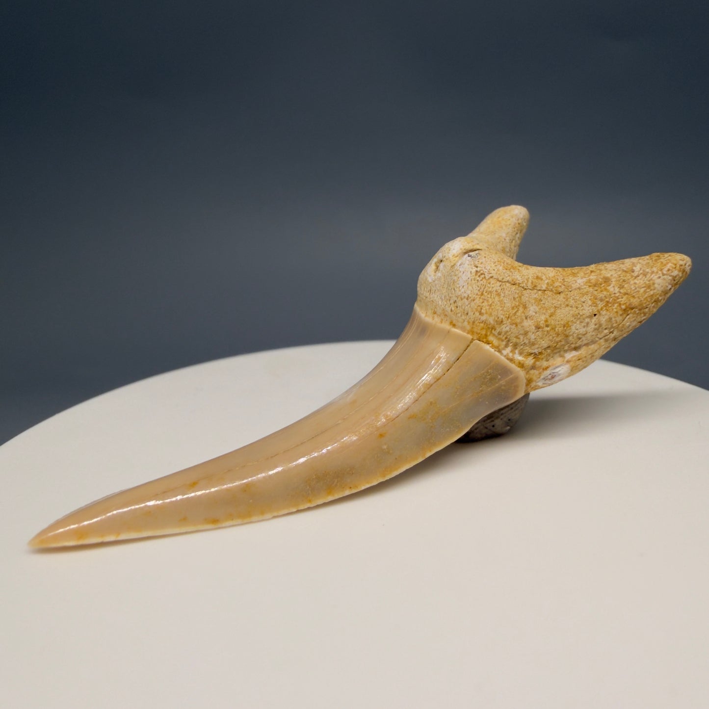 Front Right View Rare 2.15" Fossil Striatolamia macrota - Extinct Sand Tiger Shark Tooth from Harleyville, SC megalodonteeth.com R647 - 1