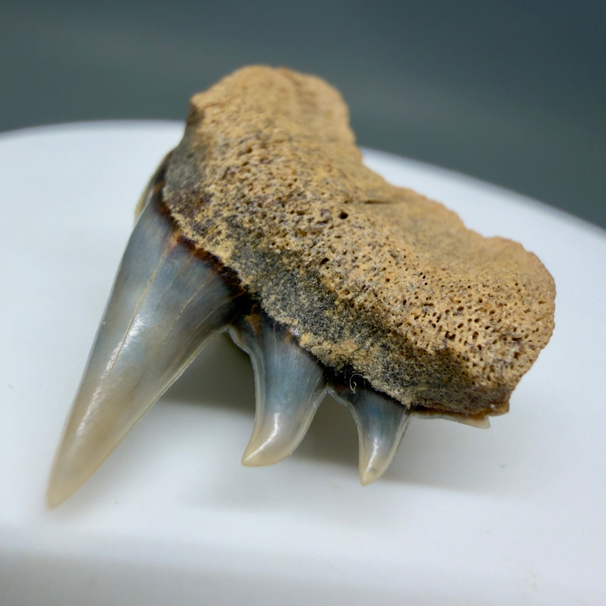 Front Right View Rare Upper lateral 1.05" long Fossil Hexanchus gigas - Sixgill Cow Shark tooth from Sacaco, Peru megalodonteeth.com R659