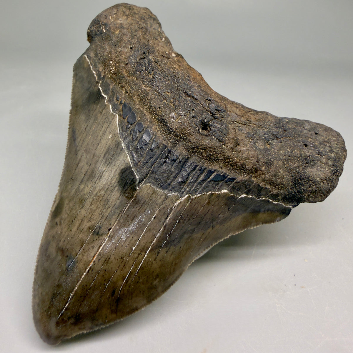 Front Right View Rarely Offered Deformed (Pathological) 3.40" Fossil Megalodon Shark Tooth from South Carolina megalodonteeth.com CM6560