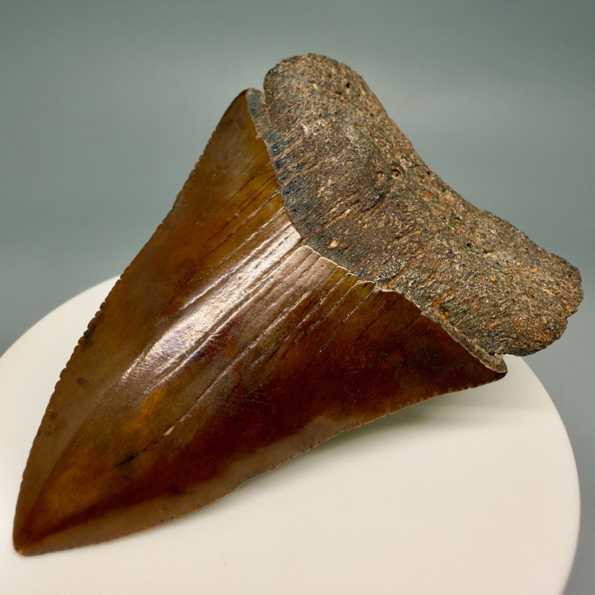 Front Right View Red, gorgeous, Large, serrated 2.68" Colorful Fossil Great White - Carcharodon carcharias Shark Tooth from Meherrin River, NC GW1350
