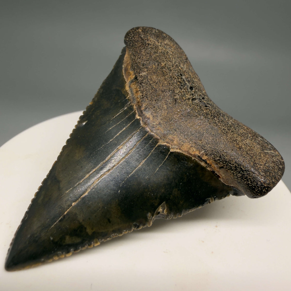 Front Right View Serrated 2.15" Fossil Great White Shark Tooth - Cooper River, SC - Colorful megalodonteeth.com GW1382