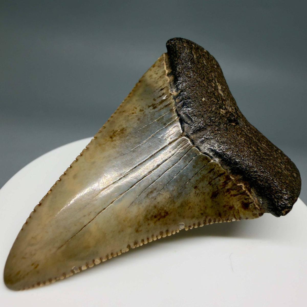 Front Right View Serrated 2.34" Fossil Great White Shark Tooth - Cooper River, SC - Colorful megalodonteeth.com GW1382