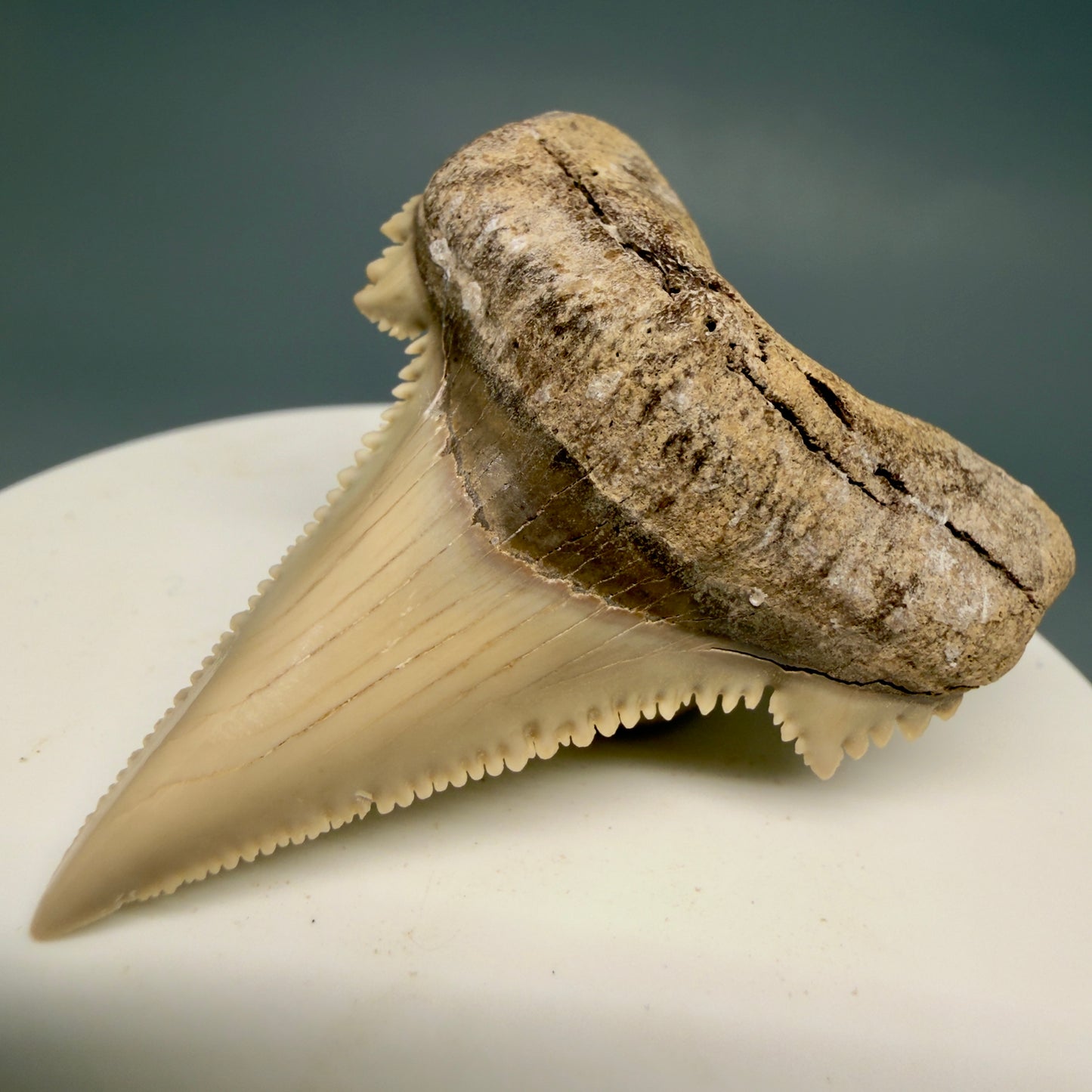Front Right View Sharply Serrated 1.97" Carcharocles auriculatus Shark Tooth Fossil - Central Kazakhstan AU403