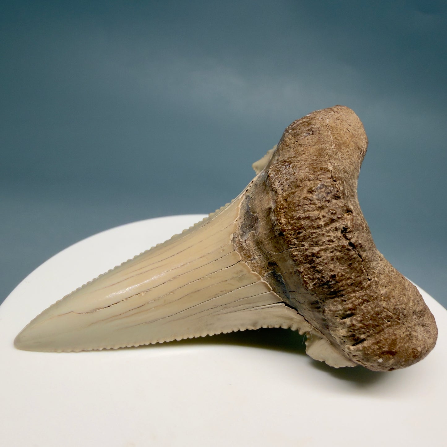 Front Right View Sharply Serrated 2.37" Carcharocles auriculatus Shark Tooth Fossil - Central Kazakhstan AU404 - 1