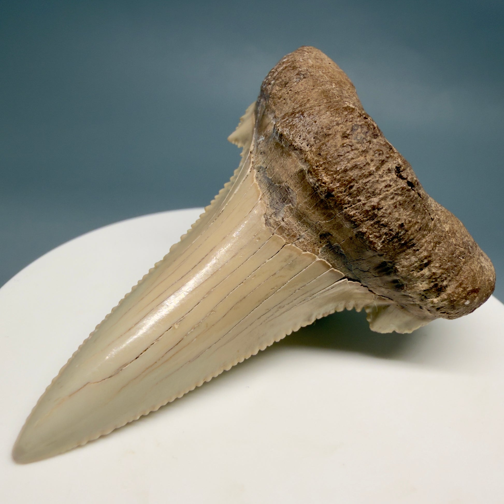 Front Right View Sharply Serrated 2.37" Carcharocles auriculatus Shark Tooth Fossil - Central Kazakhstan AU404