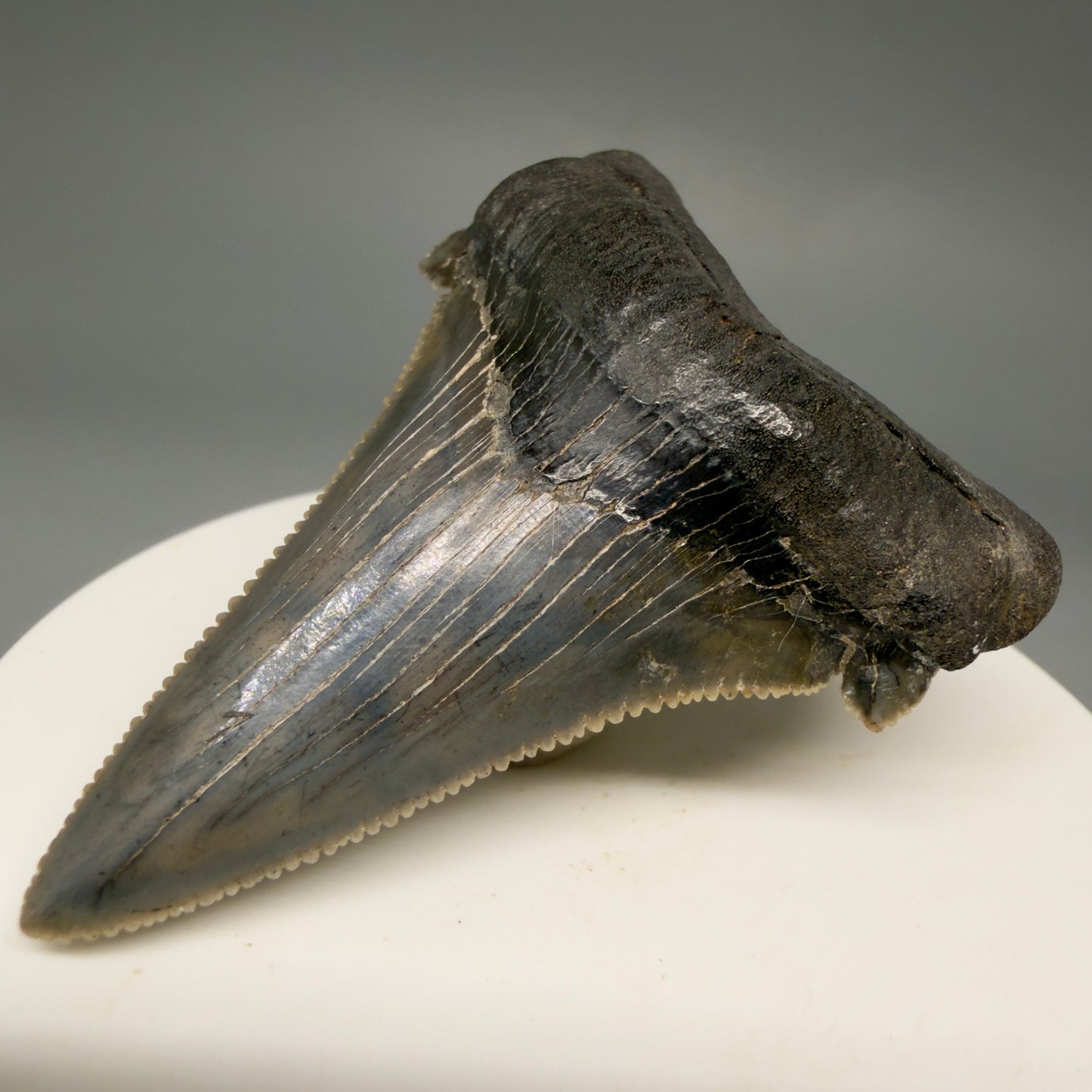 Front Right View Spectacular 2.40" Serrated Fossil Carcharocles angustidens Shark Tooth from South Carolina AN468