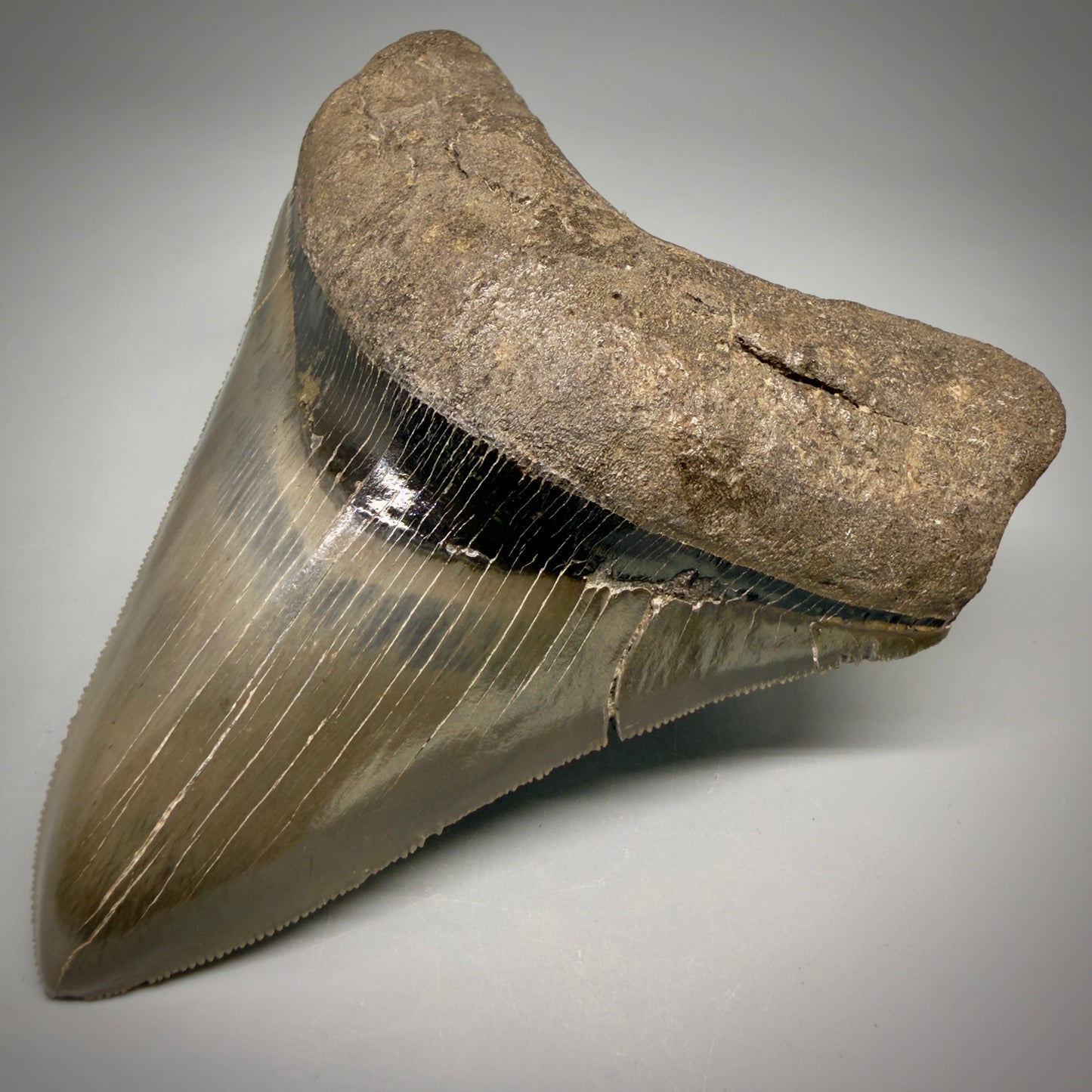 Front Right View Stellar Lower Lateral 4.67" Fossil Megalodon Shark Tooth - Georgia - Collector's Quality megalodonteeth.com CM6605