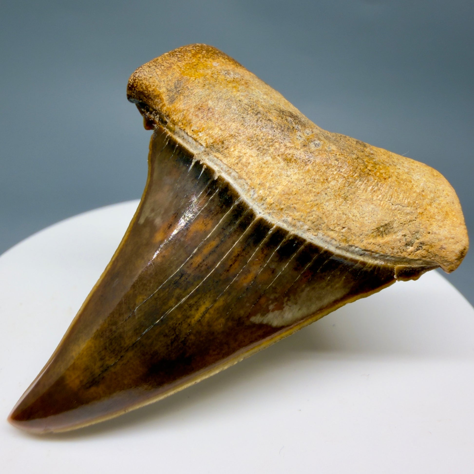 Front Right View Stunning, high quality 1.97" long Fossil Transitional Great White - Carcharodon hubbelli Tooth from Peru GW1361 