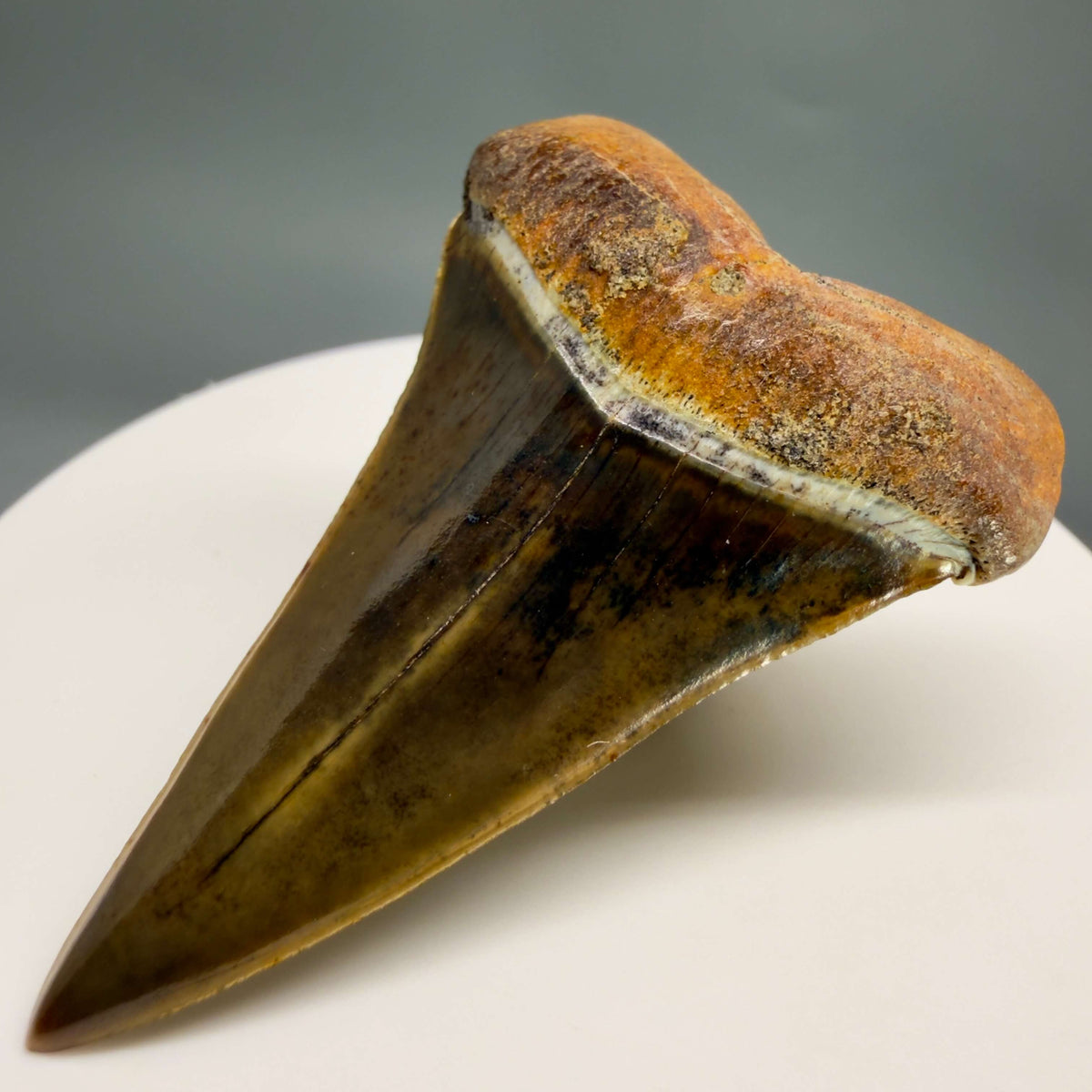 Front Right View  Stunning, high quality 1.99" long Fossil Transitional Great White - Carcharodon hubbelli Tooth from Peru | Fossil for Sale megalodonteeth.com GW1379