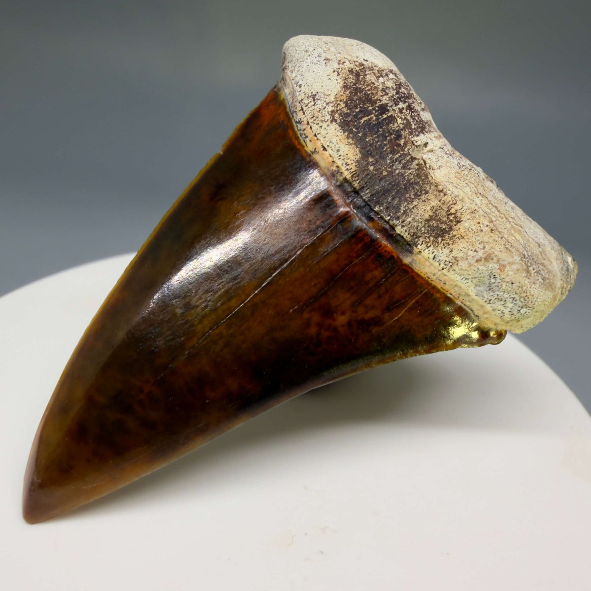 Front Right View Stunning, high quality 2.03" long Fossil Transitional Great White - Carcharodon hubbelli Tooth from Peru megalodonteeth.com GW1398 