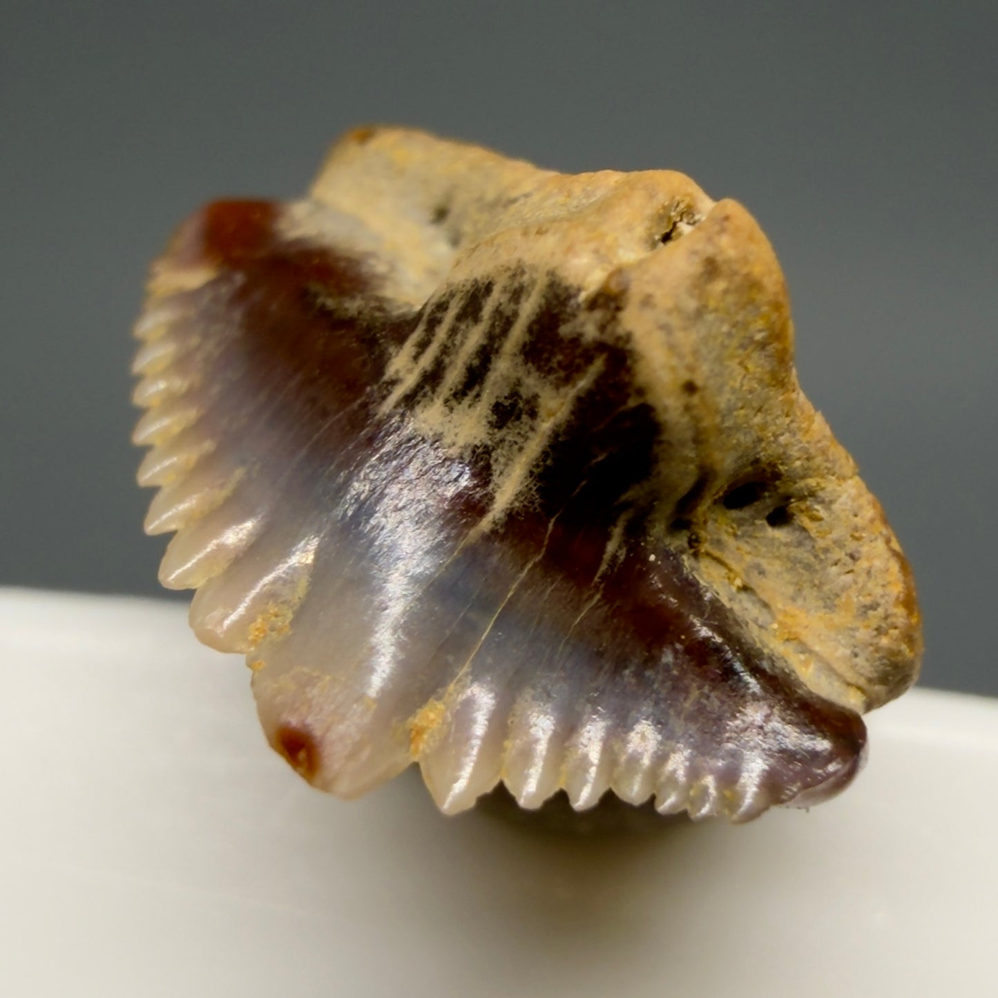 Front Right View Tiny 0.40" wide Fossil Nebrius obliquus - Nurse Shark tooth from Harleyville, SC megalodonteeth.com R649