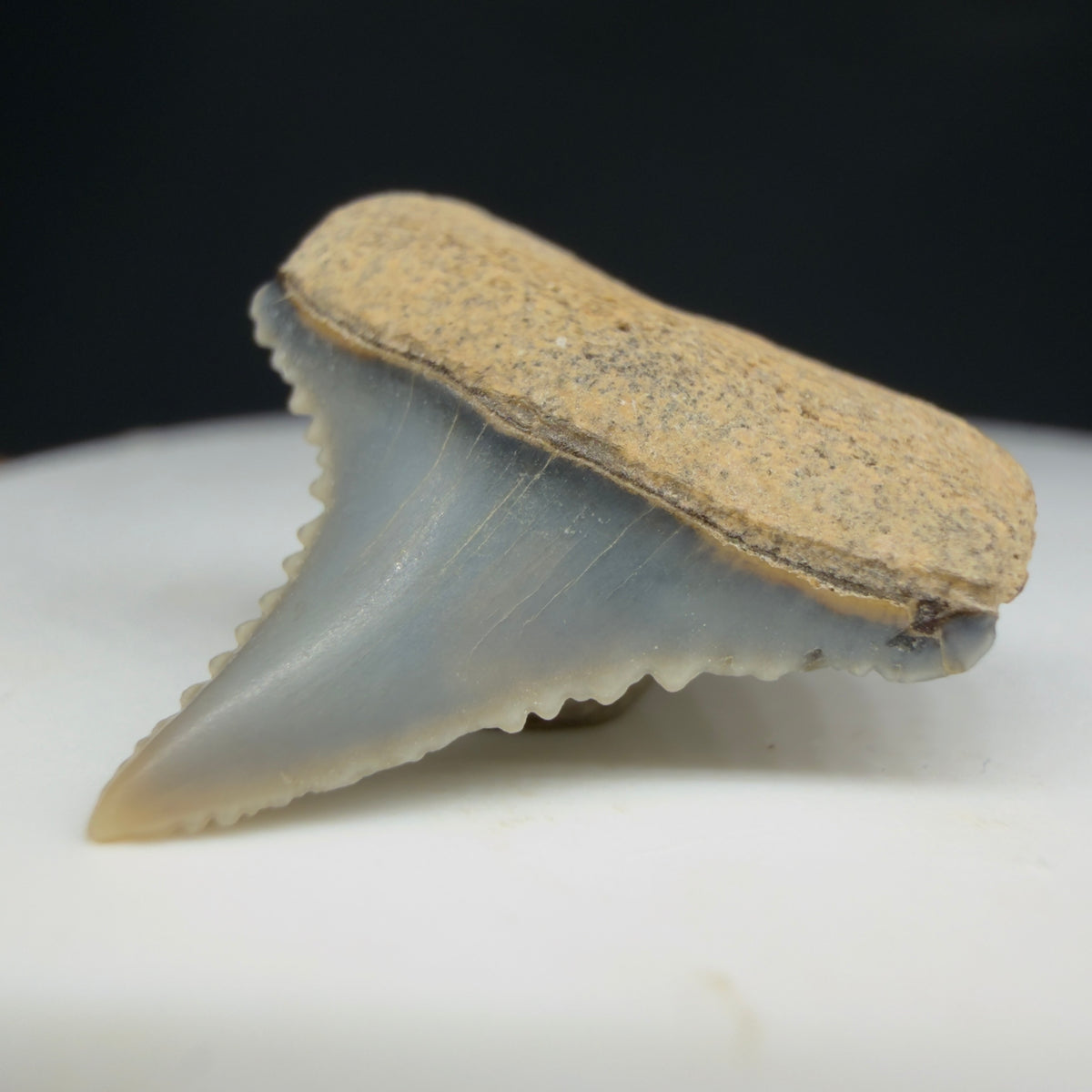 Front Right View Upper posterior 0.71" wide Fossil Great White Tooth from the deserts of Peru megalodonteeth.com GW1371