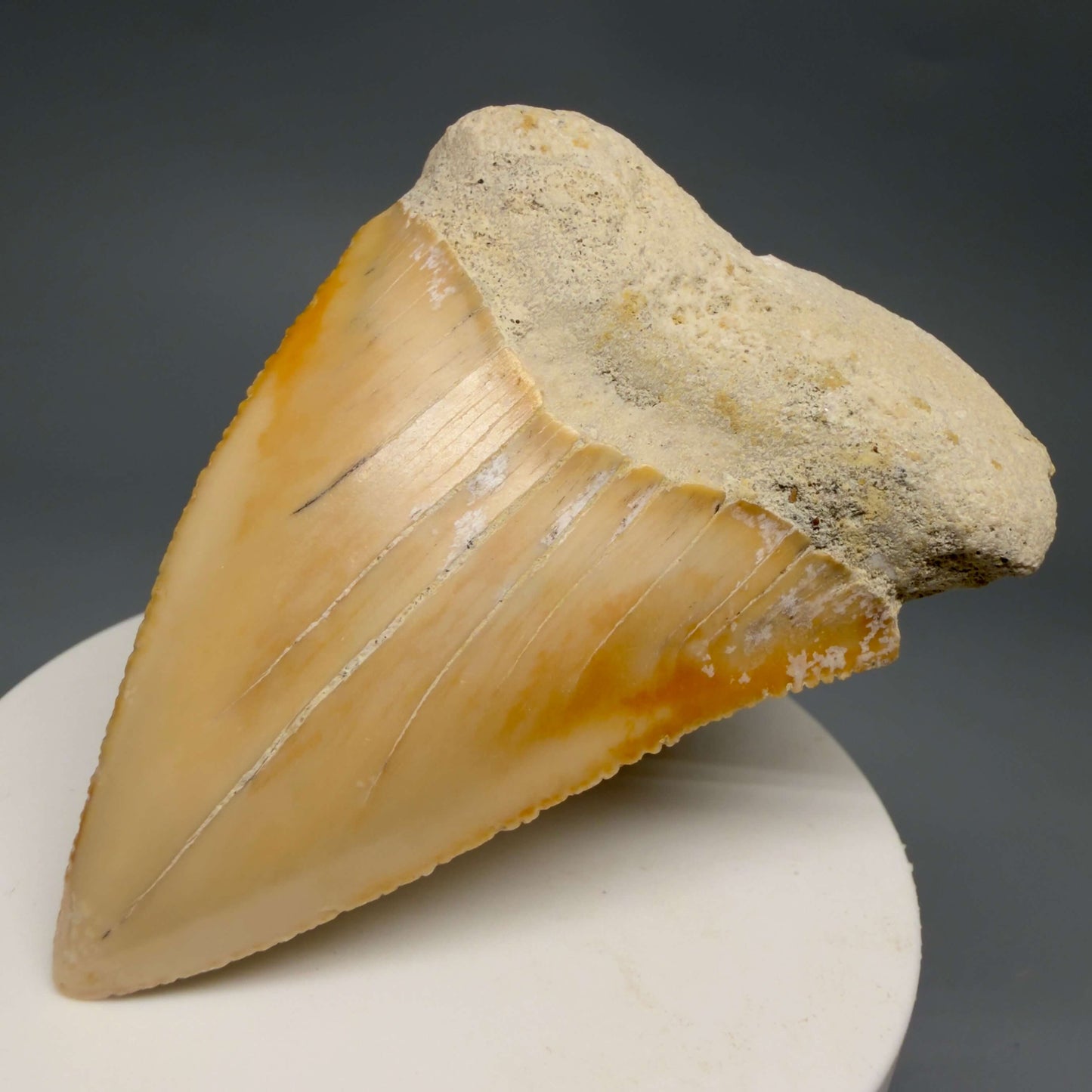 Front Right View Very Large - Colorful 2.73" Fossil Great White Shark Tooth from B. California GW1368