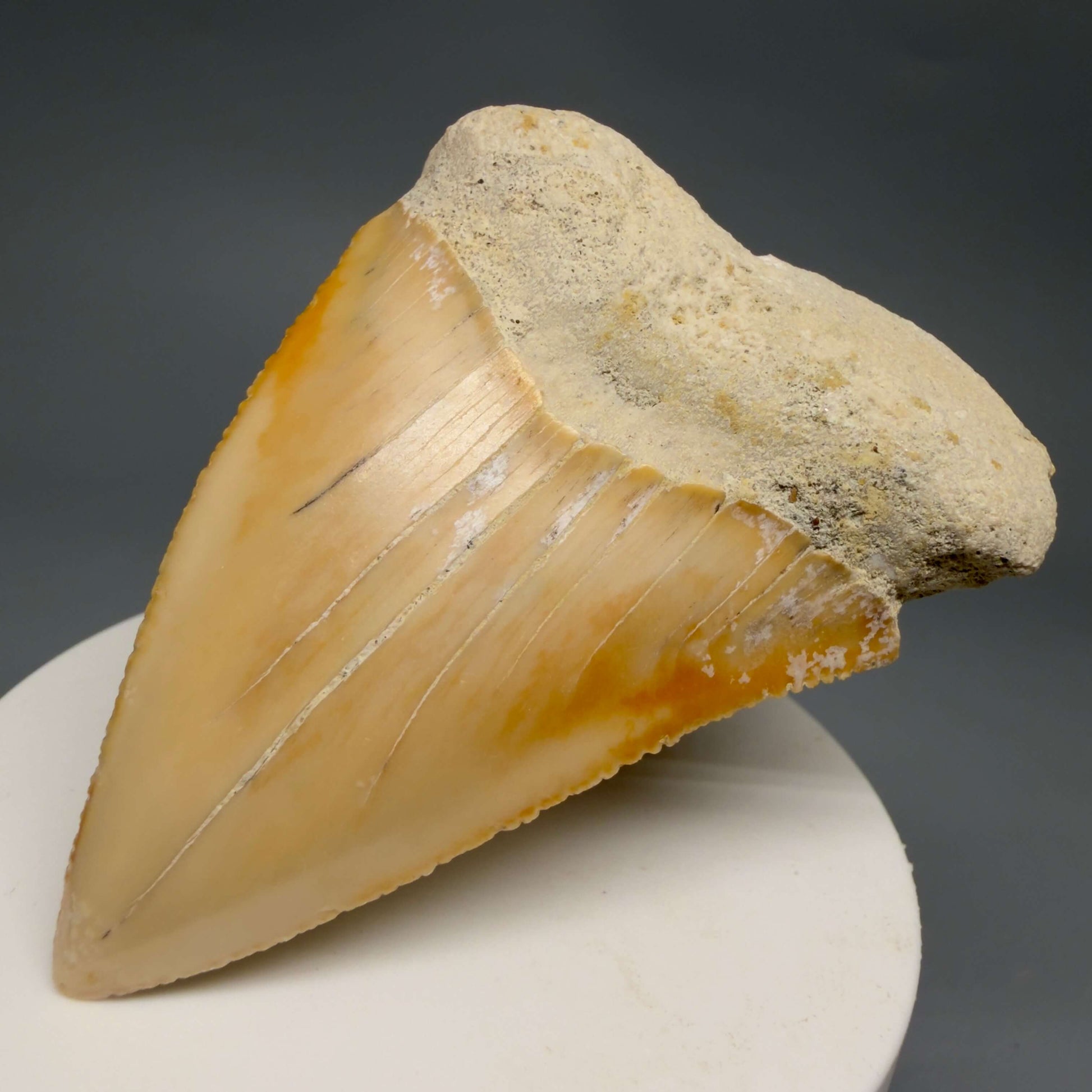 Front Right View Very Large - Colorful 2.73" Fossil Great White Shark Tooth from B. California GW1368