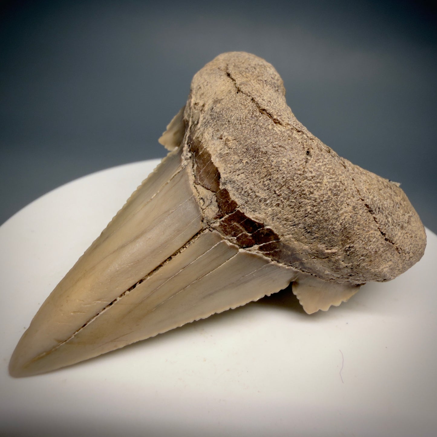Front Right View Very Rare 2.02" Otodus aksuaticus - Transitional Shark Tooth Fossil - Central Kazakhstan AU402 - 1