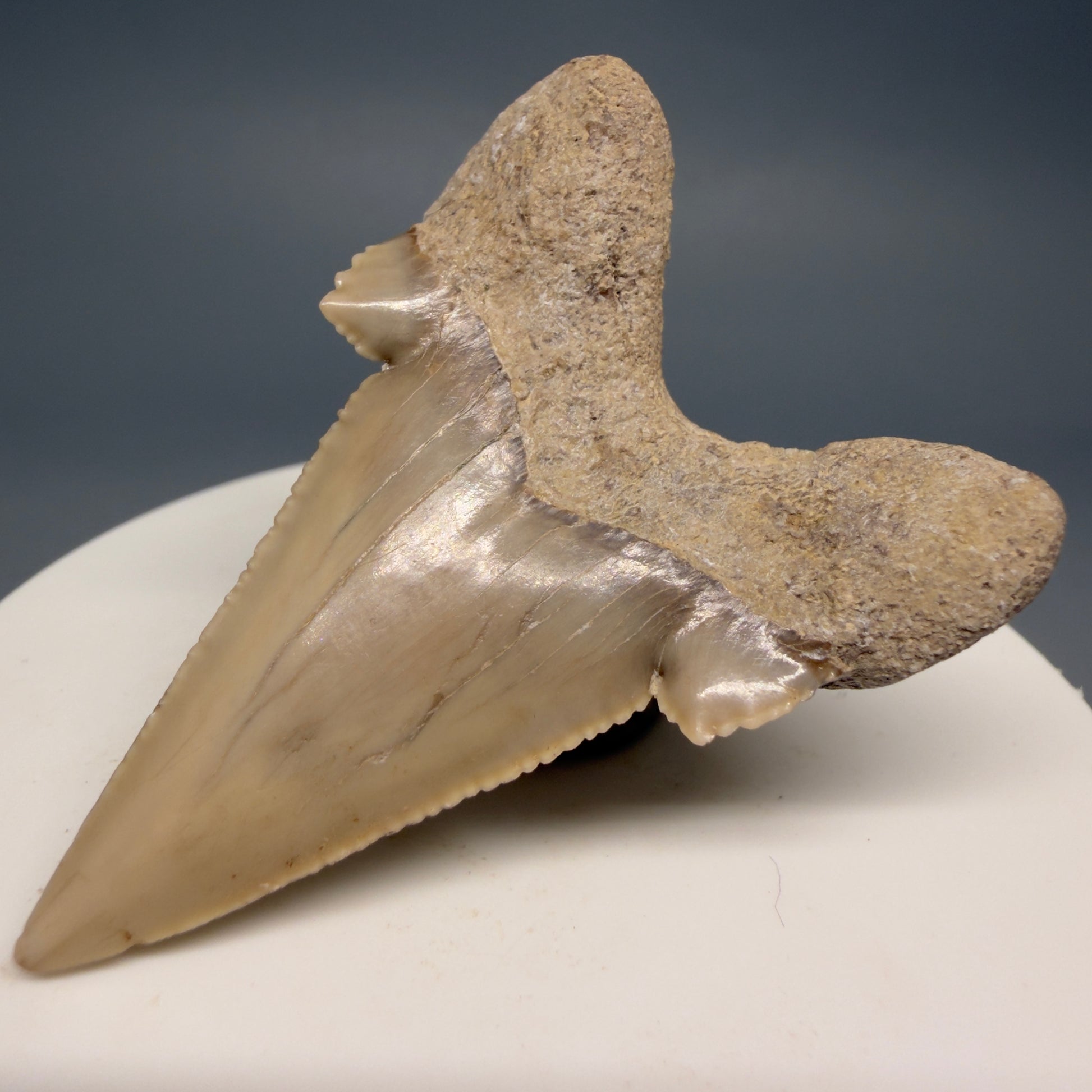 Back Right View Very Rare 2.02" Otodus aksuaticus - Transitional Shark Tooth Fossil - Central Kazakhstan AU402 