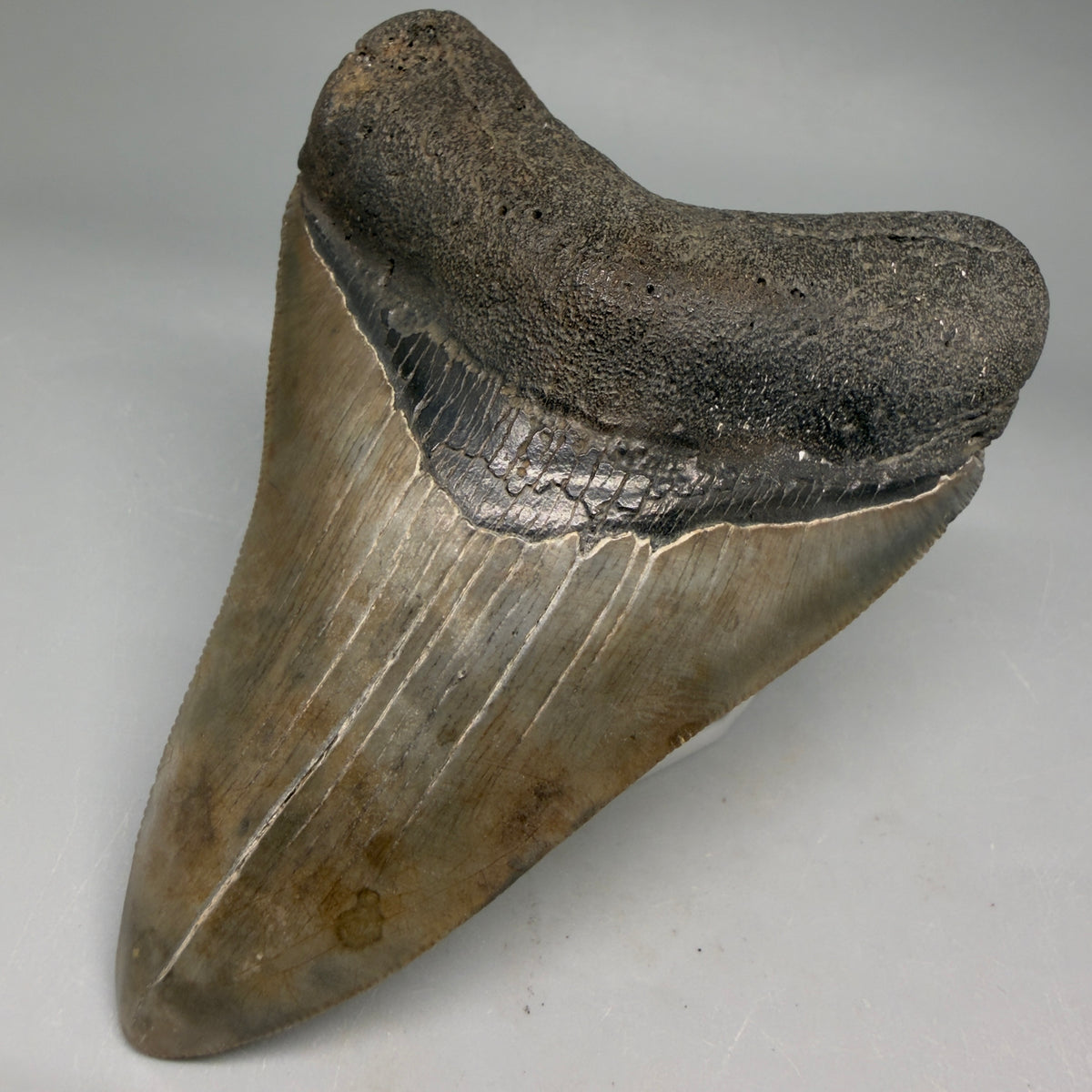Front Right View Very colorful 4.02" Megalodon Tooth from South Carolina megalodonteeth.com CM6585
