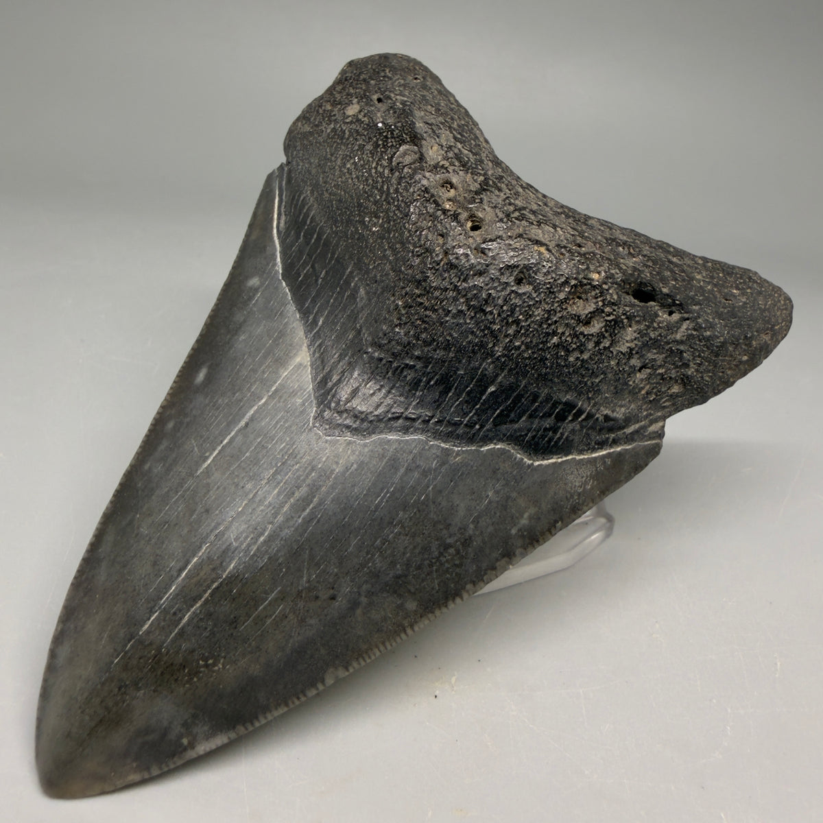 Front Right View Very colorful 4.27" Megalodon Tooth from South Carolina megalodonteeth.com CM6586