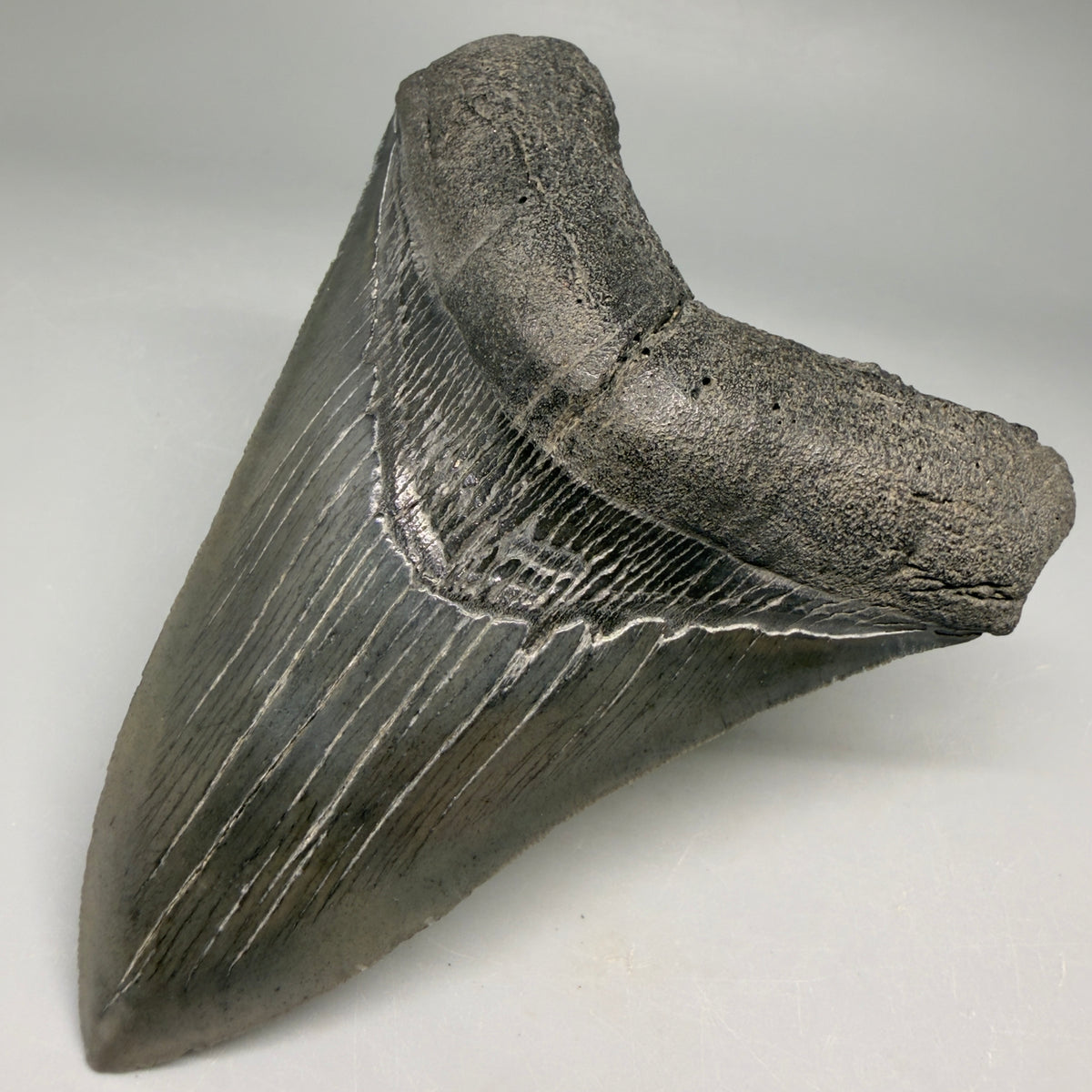 Front Right View Very colorful 4.29" Megalodon Tooth from South Carolina megalodonteeth.com CM6584