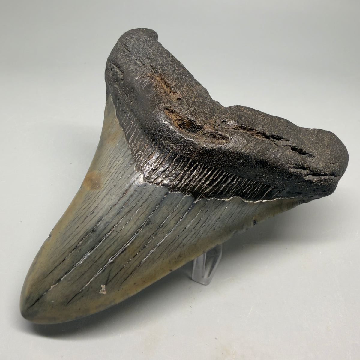 Front Right View Very colorful 4.54" Megalodon Tooth from South Carolina megalodonteeth.com CM6591
