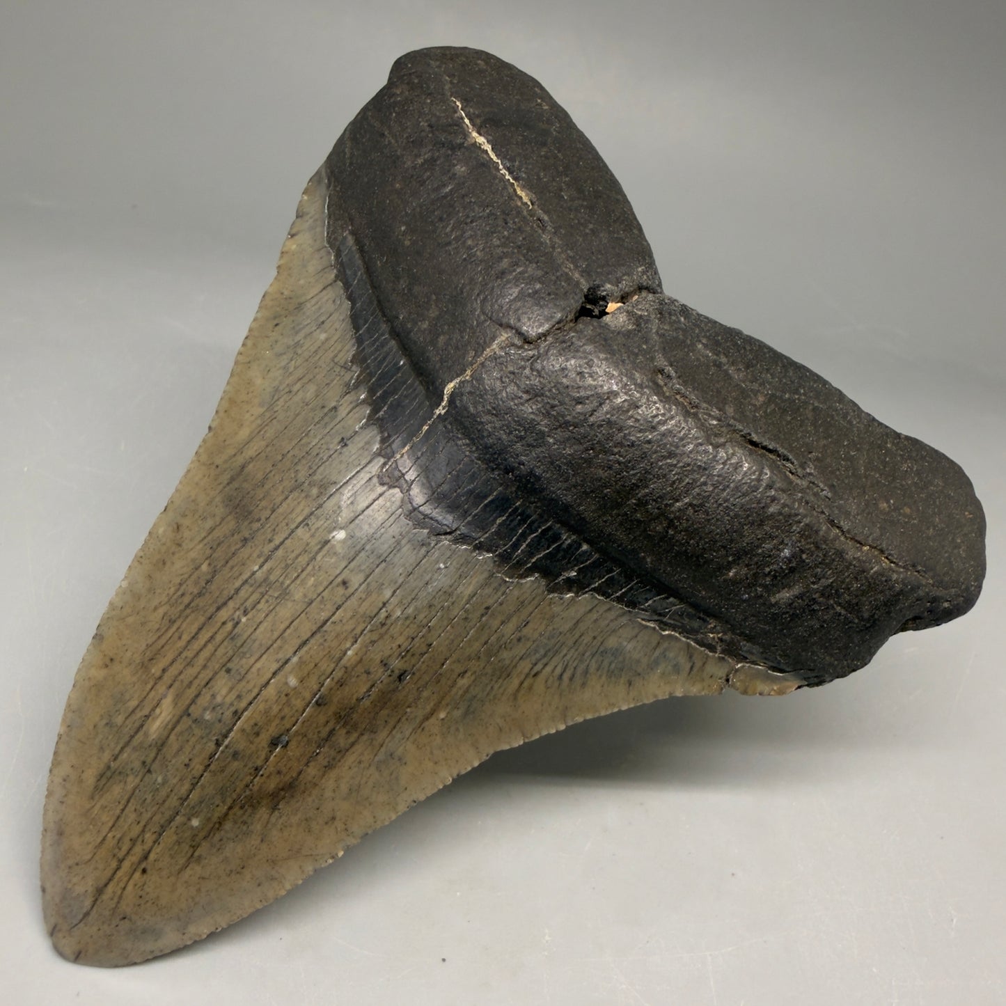 Front Right View Very colorful heart-shaped 4.05" Megalodon Tooth from South Carolina megalodonteeth.com CM6667