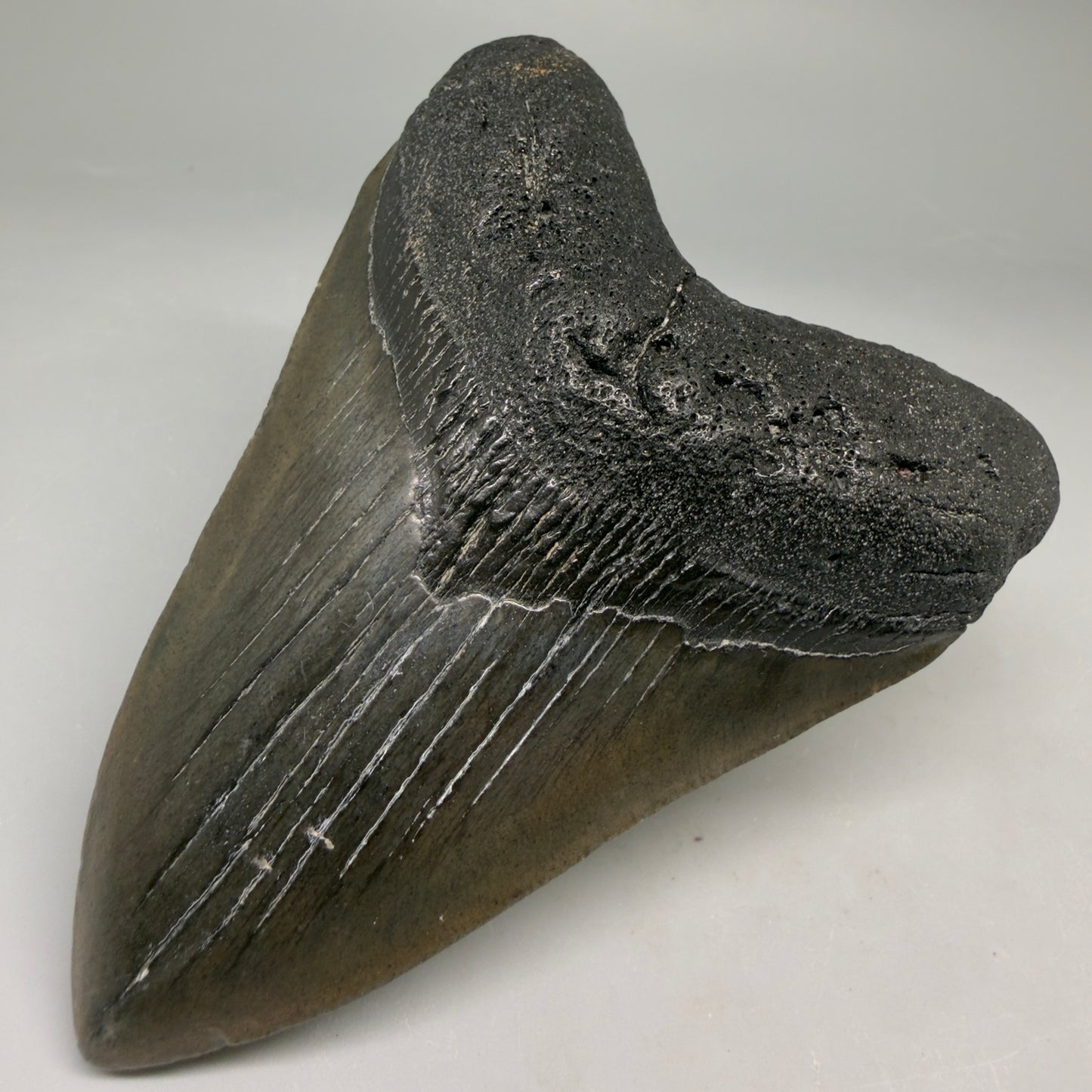 Front Right View Very colorful heart-shaped 4.13" Megalodon Tooth from South Carolina megalodonteeth.com CM6666 