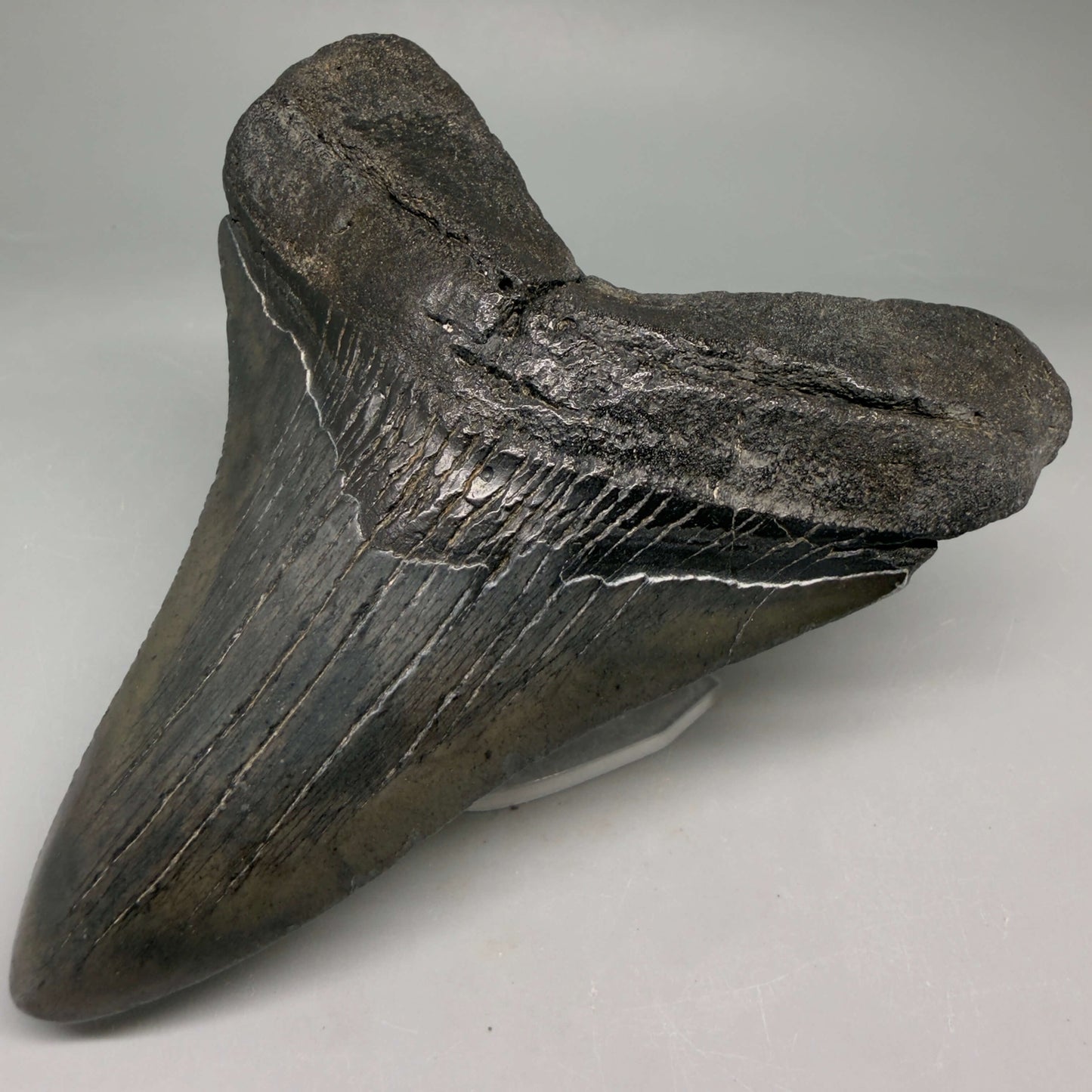 Front Right View Very colorful heart-shaped 4.63" Megalodon Tooth from South Carolina megalodonteeth.com CM6671