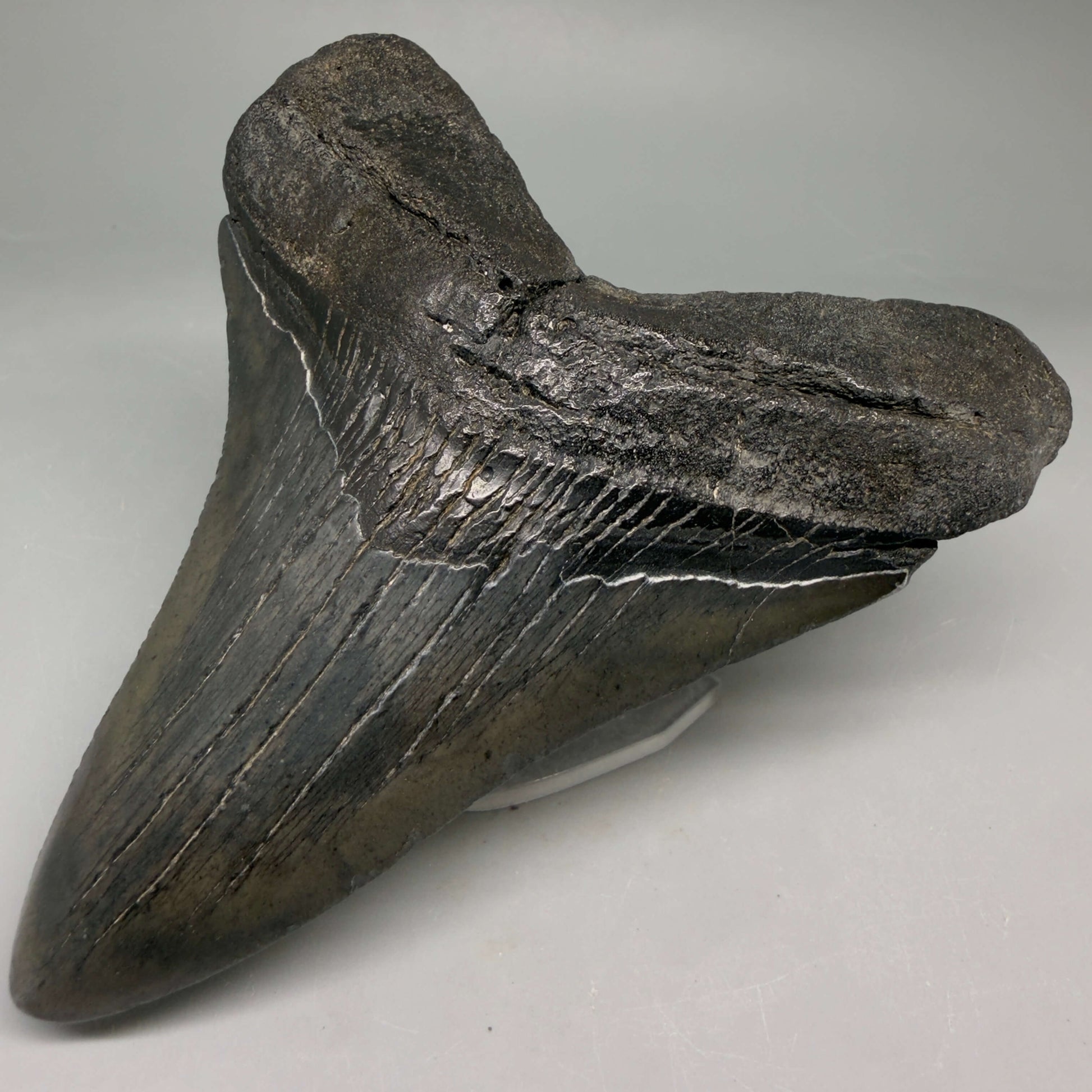 Front Right View Very colorful heart-shaped 4.63" Megalodon Tooth from South Carolina megalodonteeth.com CM6671