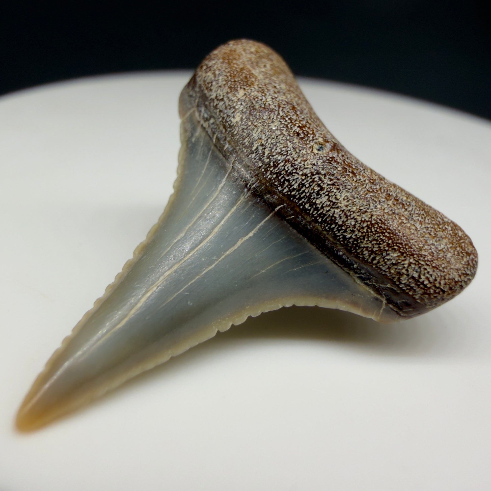 Front Right View Very colorful, sharply serrated 0.93" long Fossil Great White Tooth from the deserts of Peru GW1357