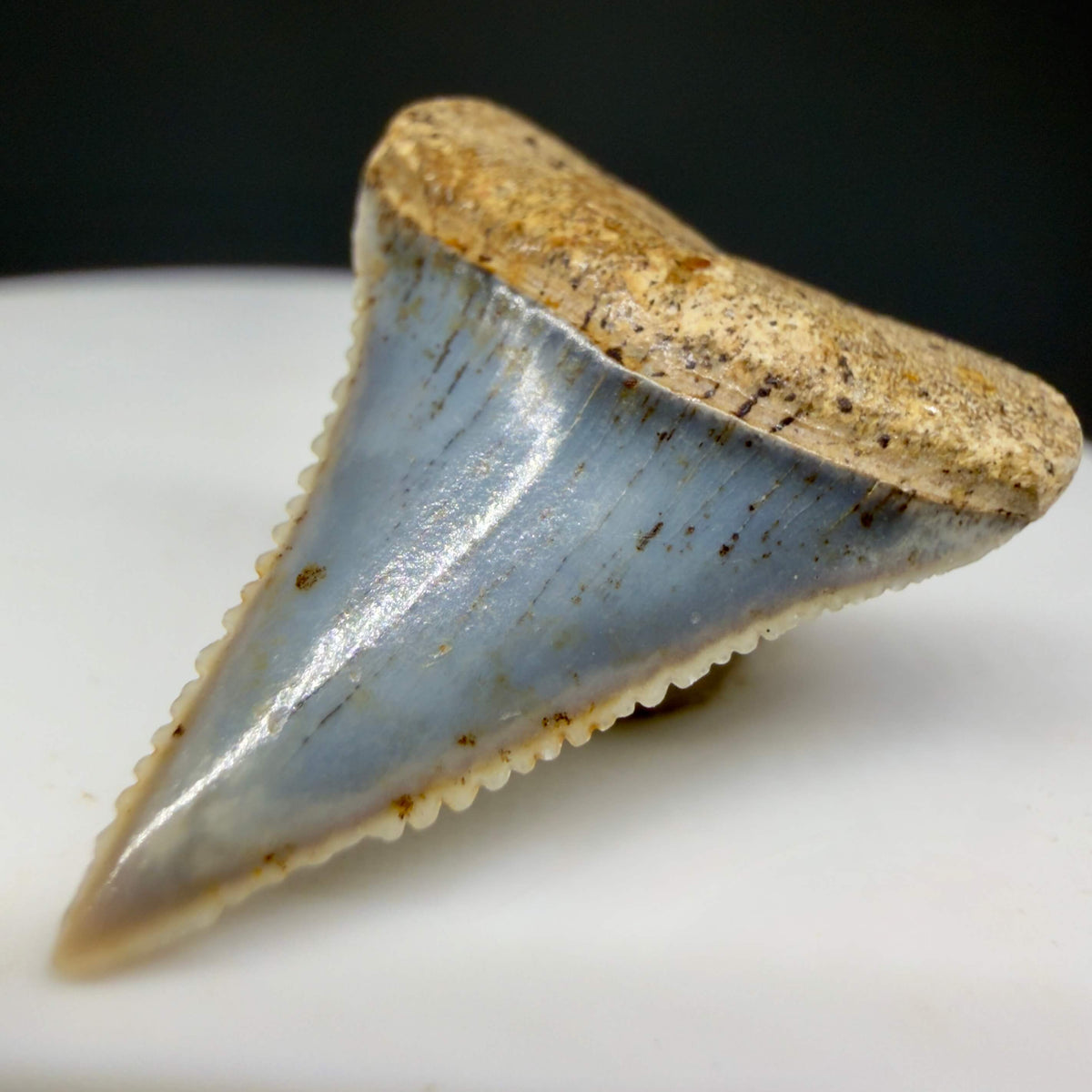 Front Right View Very colorful, sharply serrated 1.01" long Fossil Great White Tooth from the deserts of Peru megalodonteeth.com GW1374