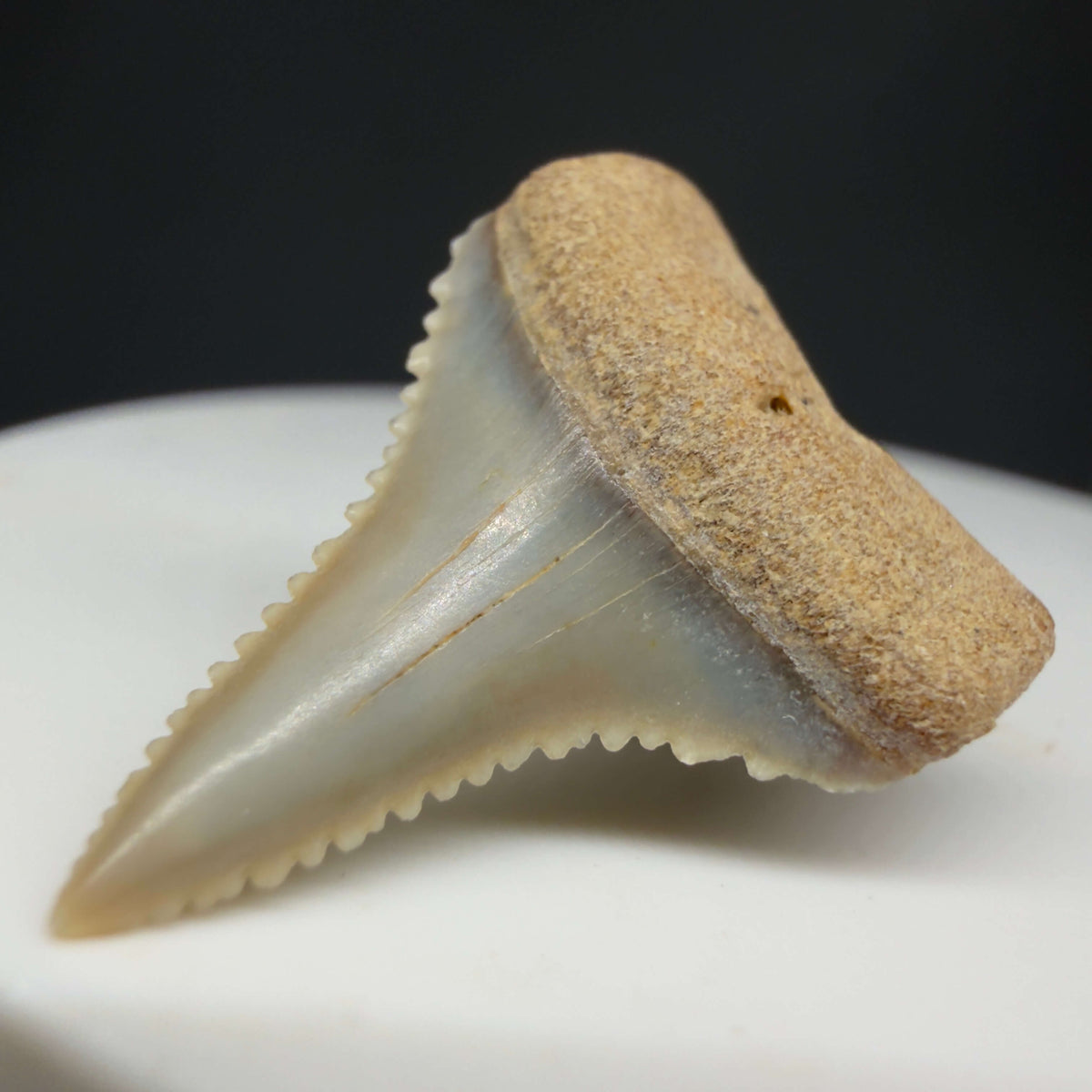 Front Right View Very colorful, sharply serrated 1.01" long Fossil Great White Tooth from the deserts of Peru megalodonteeth.com GW1375