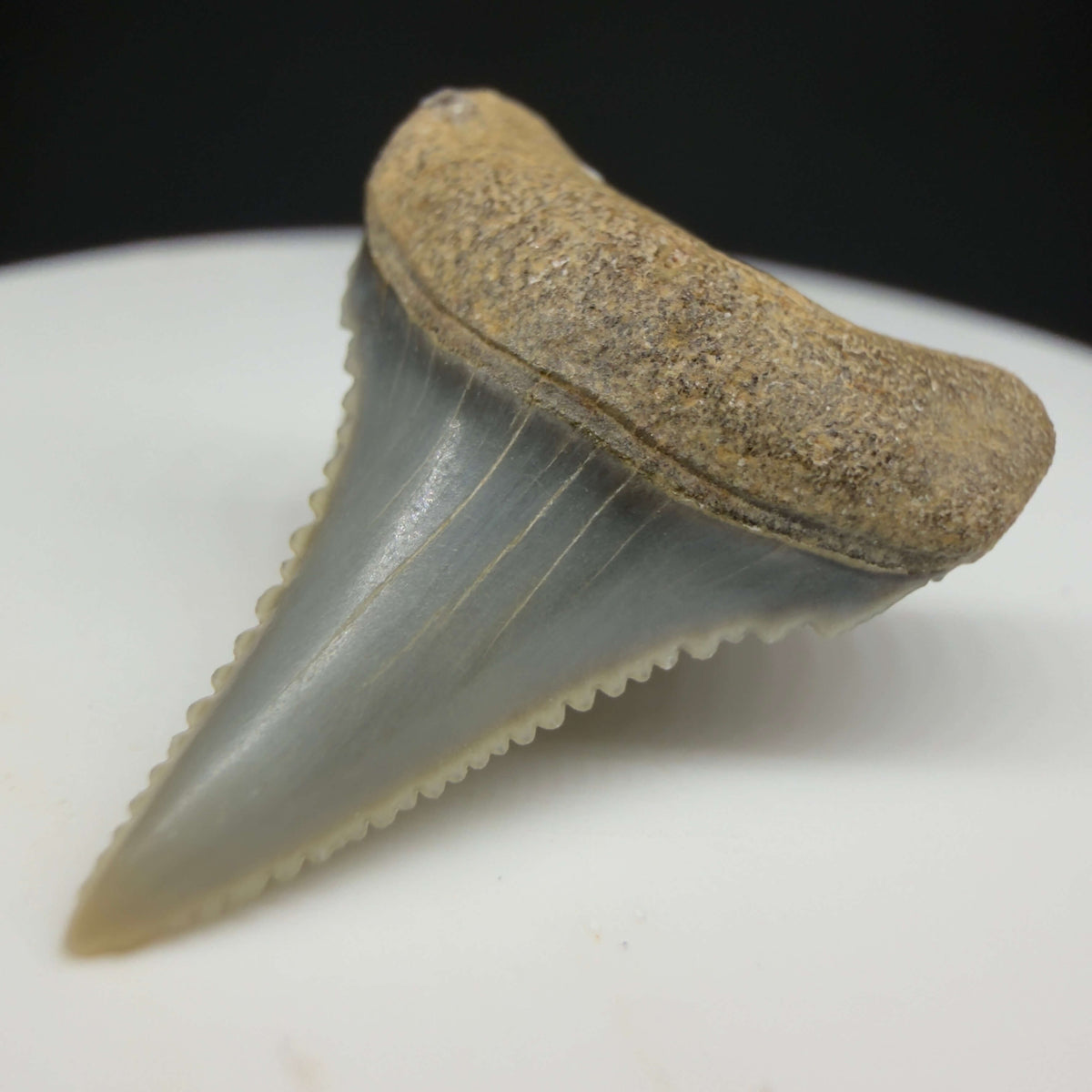 Front Right View Very colorful, sharply serrated 1.02" long Fossil Great White Tooth from the deserts of Peru megalodonteeth.com GW1372