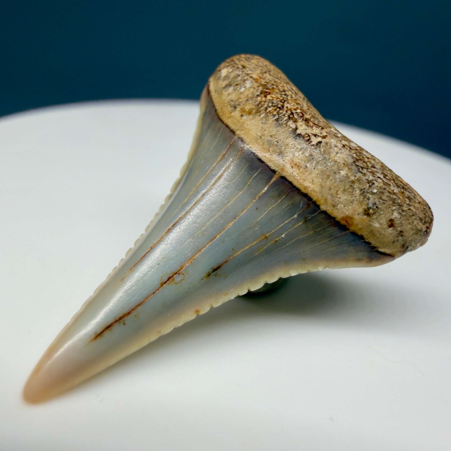 Front Right View Very colorful, sharply serrated 1.03" long Fossil Great White Tooth from the deserts of Peru GW1355