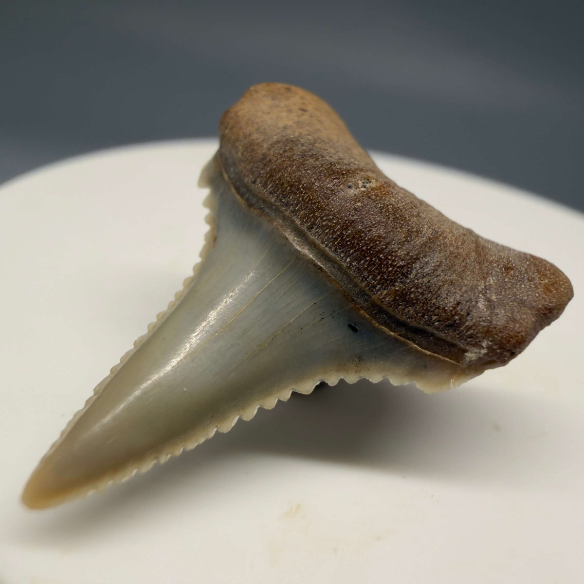 Front Right View Very colorful, sharply serrated 1.03" long Fossil Great White Tooth from the deserts of Peru megalodonteeth.com GW1393