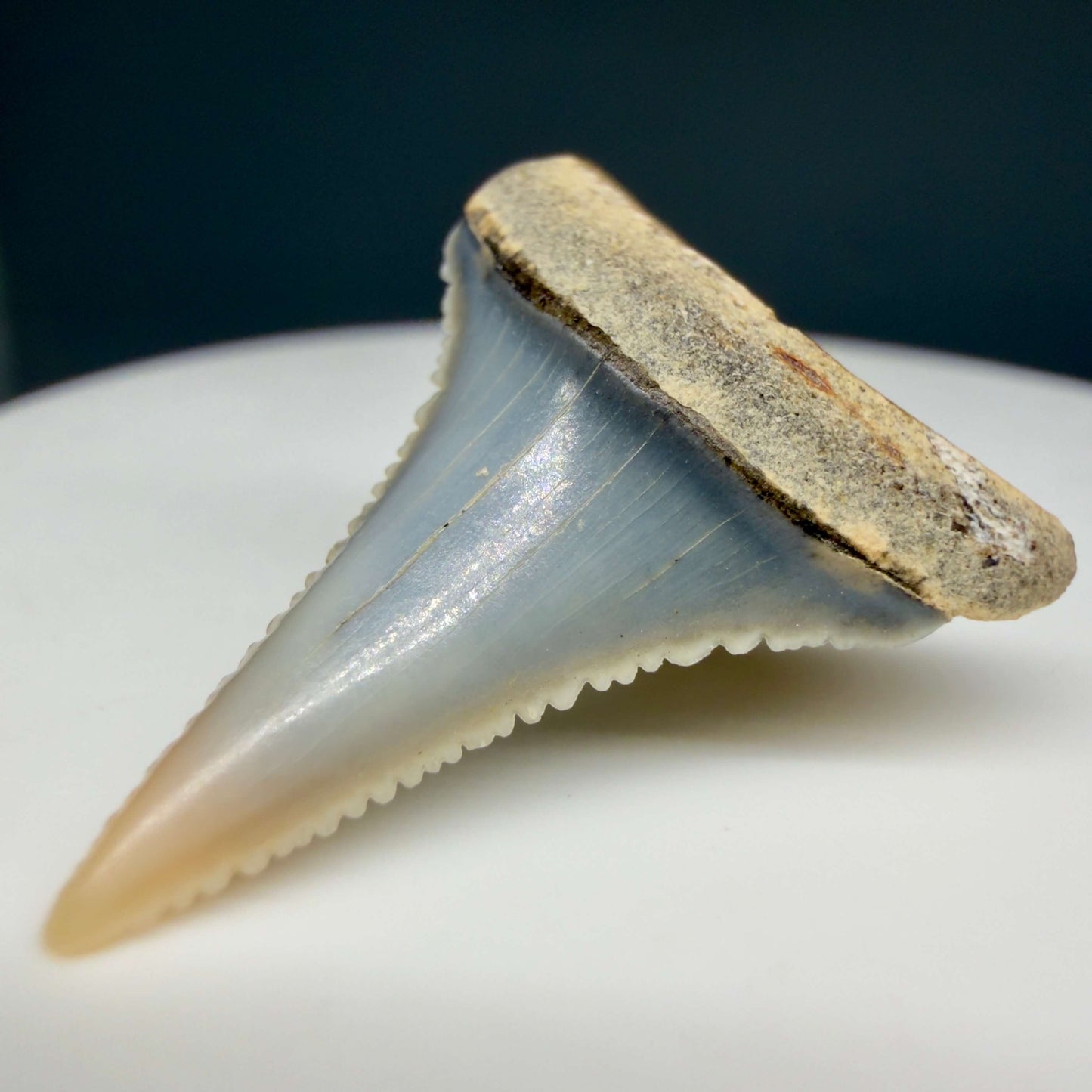 Front Right View Very colorful, sharply serrated 1.08" long Fossil Great White Tooth from the deserts of Peru GW1356
