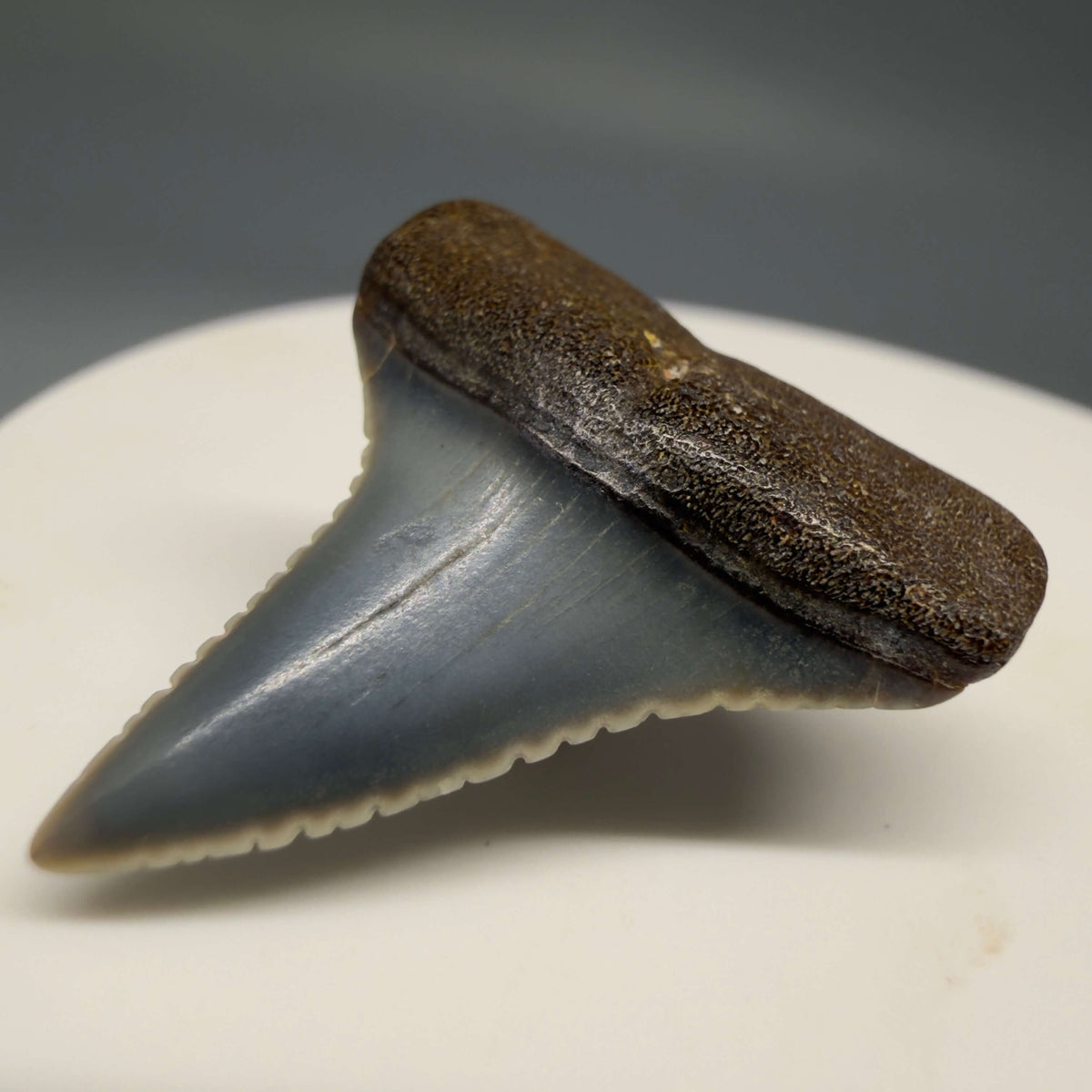 Front Right View Very colorful, sharply serrated 1.08" long Fossil Great White Tooth from the deserts of Peru megalodonteeth.com GW1394