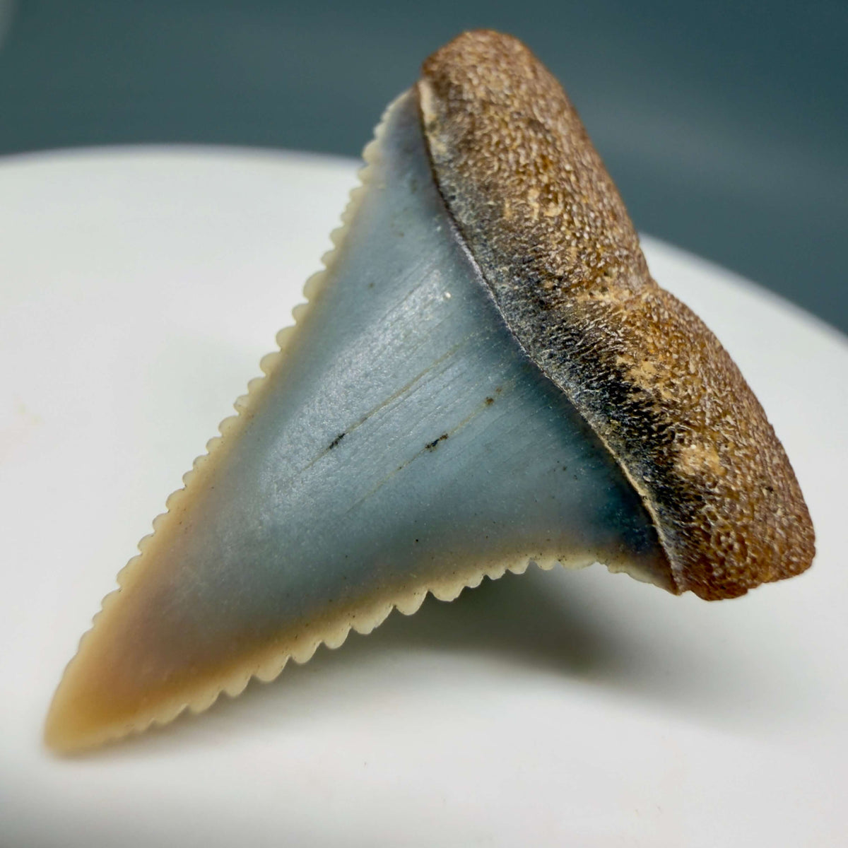 Front Right View Very colorful, sharply serrated 1.09" long Fossil Great White Tooth from the deserts of Peru megalodonteeth.com GW1373