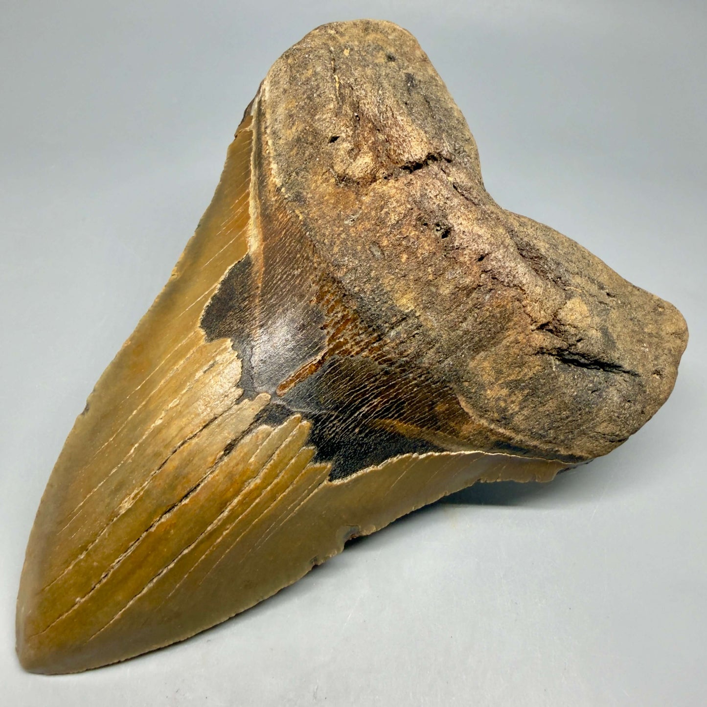 Front Right View HUGE Lower 6.08" Fossil Megalodon Shark Tooth - Wilmington North Carolina CM6449