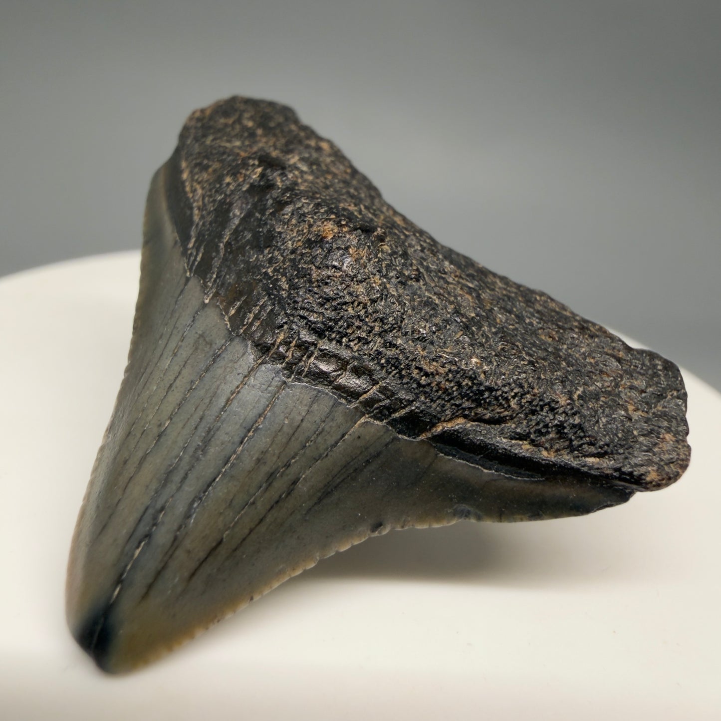 Front Right view Affordable 1.44" Colorful Fossil Megalodon Tooth – South Carolina River Find | Authentic megalodonteeth.com CM6535 