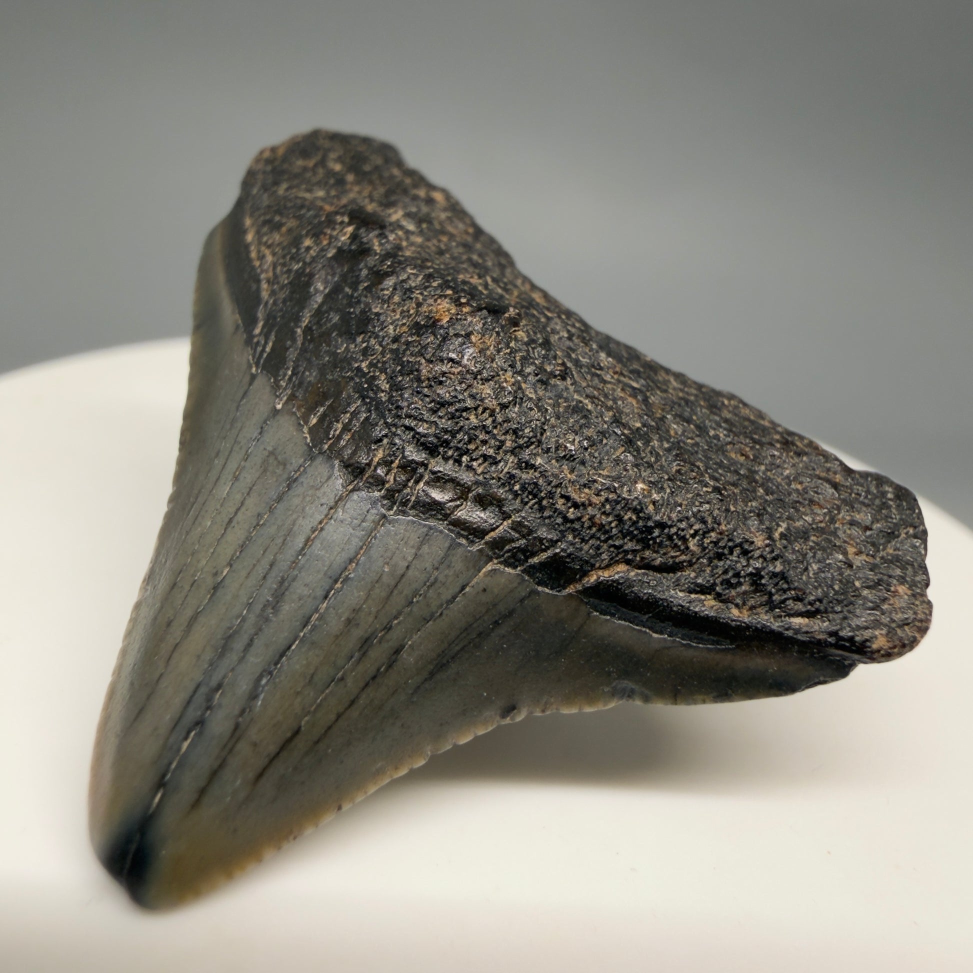 Front Right view Affordable 1.44" Colorful Fossil Megalodon Tooth – South Carolina River Find | Authentic megalodonteeth.com CM6535 