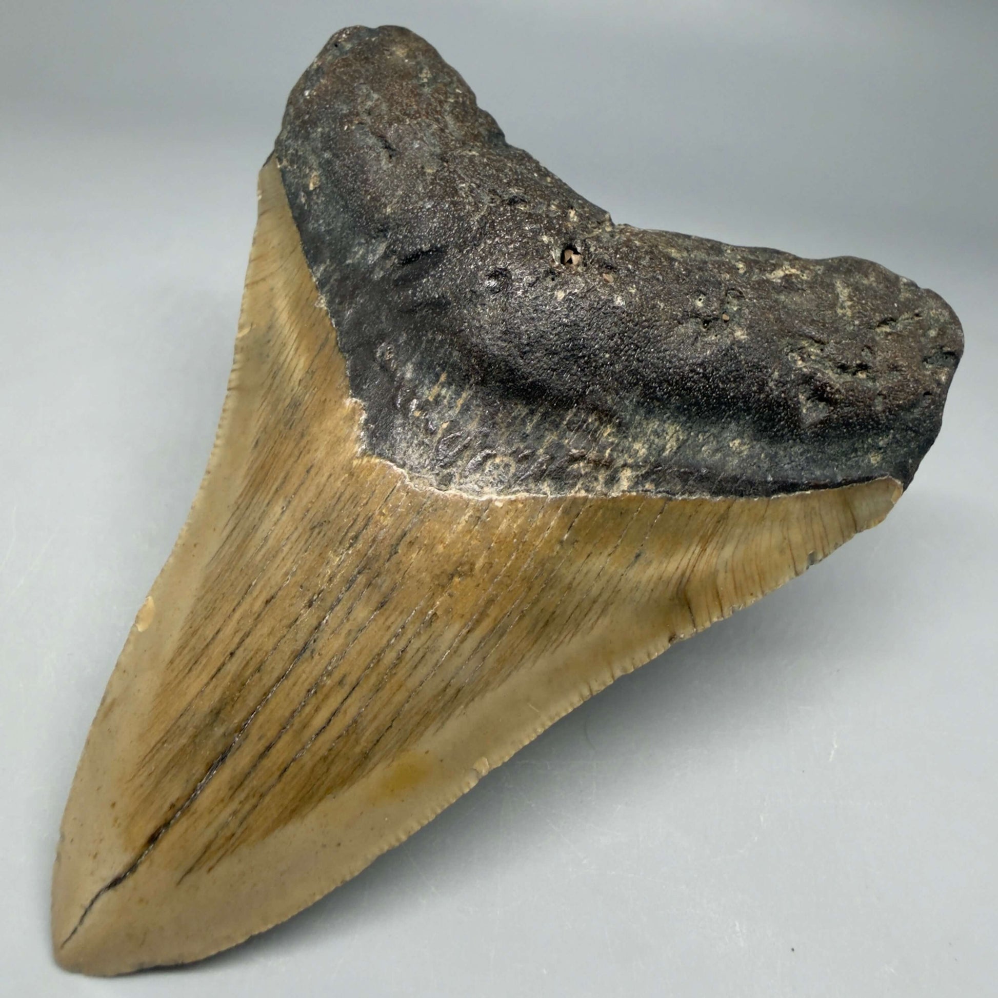 Front Right view Colorful 4.10" Authentic Megalodon Tooth – North Carolina Fossil | Carcharocles megalodon CM6469