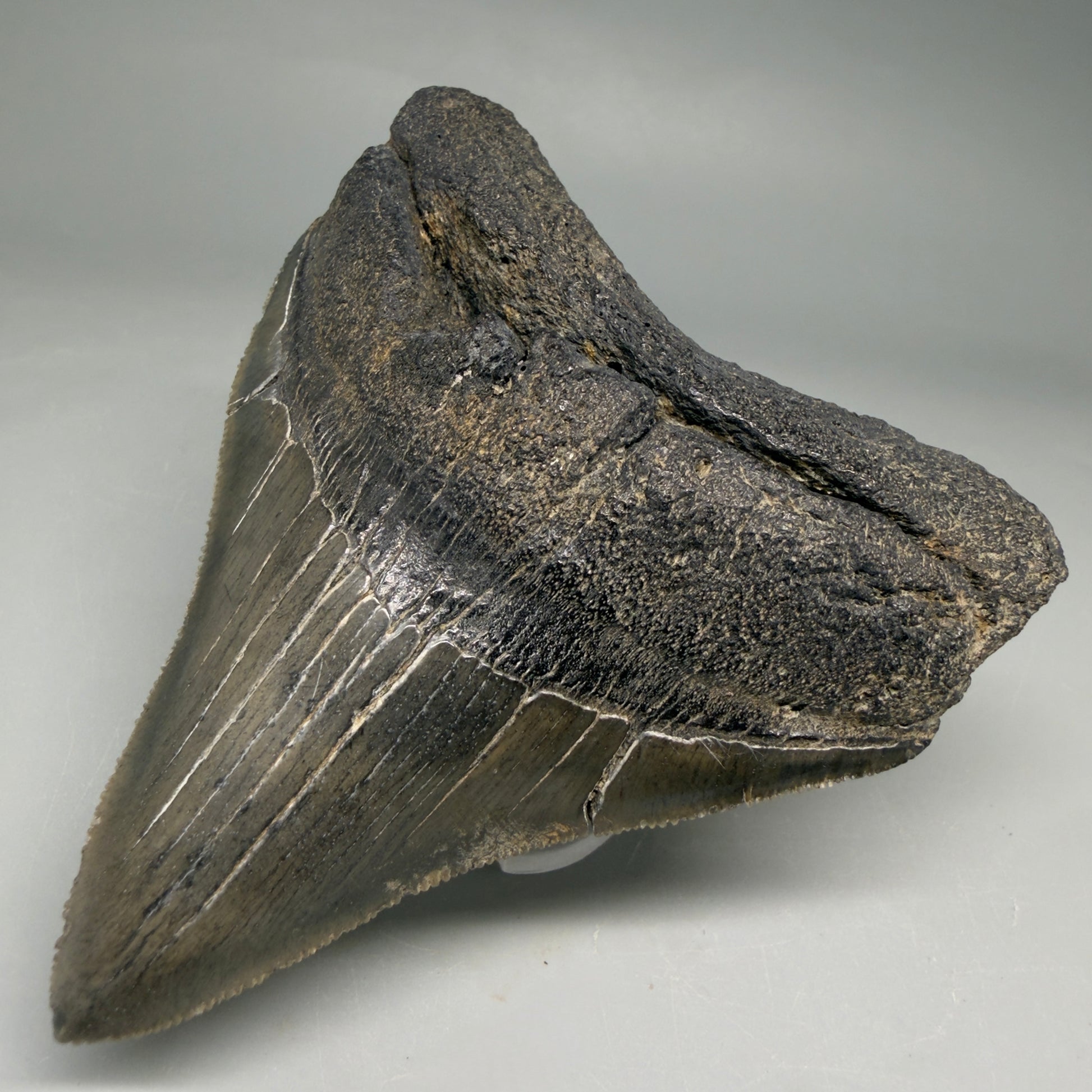 Front Right view Colorful lateral, sharply serrated 3.86" Fossil Megalodon Tooth from South Carolina megalodonteeth.com CM6572 