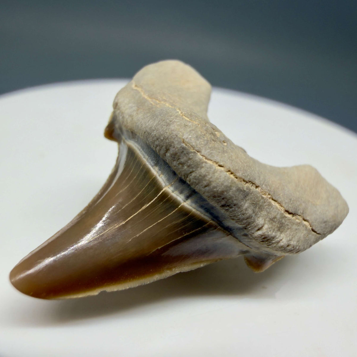 Front Right view Rare 1.08" Fossil Parotodus mangyshlakensis Fossil Tooth from Kazakhstan megalodonteeth.com R656