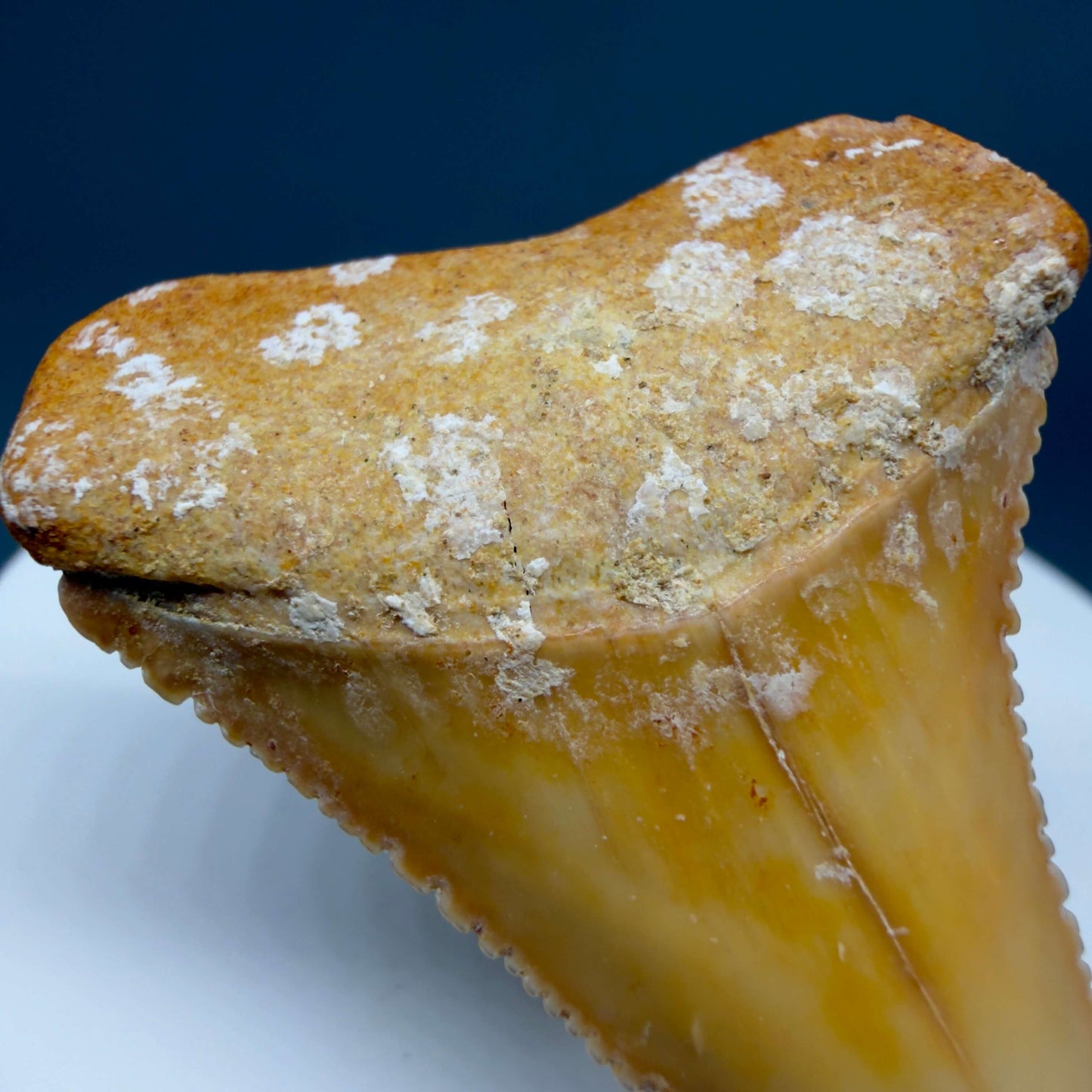 Front Root Detail View Collector's Quality 1.82" long Fossil Great White Tooth from the deserts of Peru GW1360