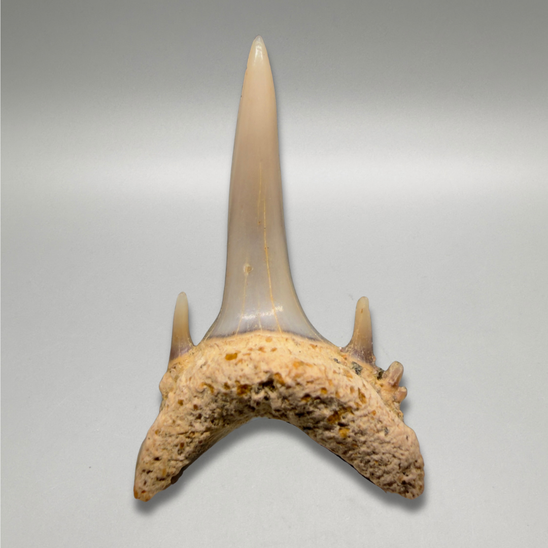 Front View 0.82" Fossil Smalltooth Sand Tiger tooth from Antofagasta, Chile megalodonteeth.com R653