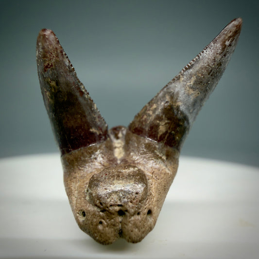 Front View 0.88" Fossil Xenacanthus (Orthacanthus) texensis Shark Tooth -  Jefferson County, OK - Rare Specimen, 275 million years old R630
