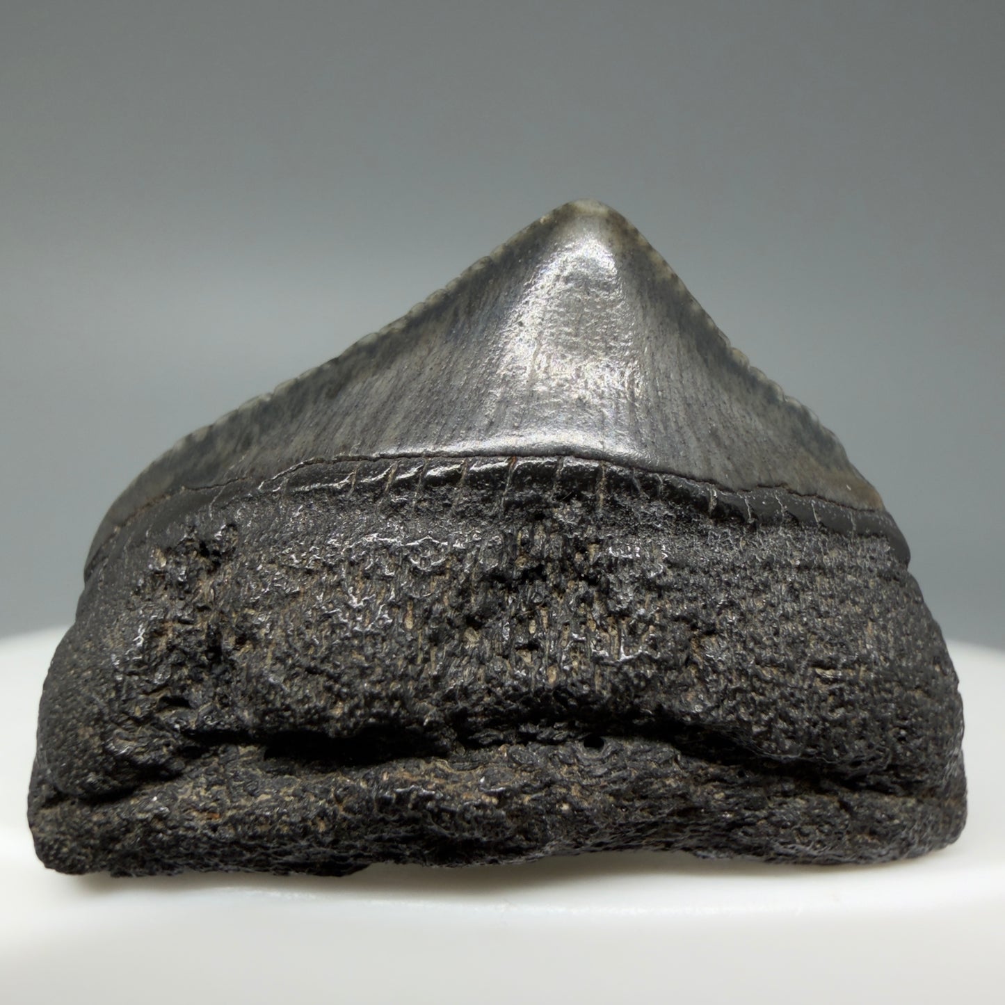 Front View 1.10" Posterior Fossil Megalodon Tooth – South Carolina River Find | Authentic CM6022 