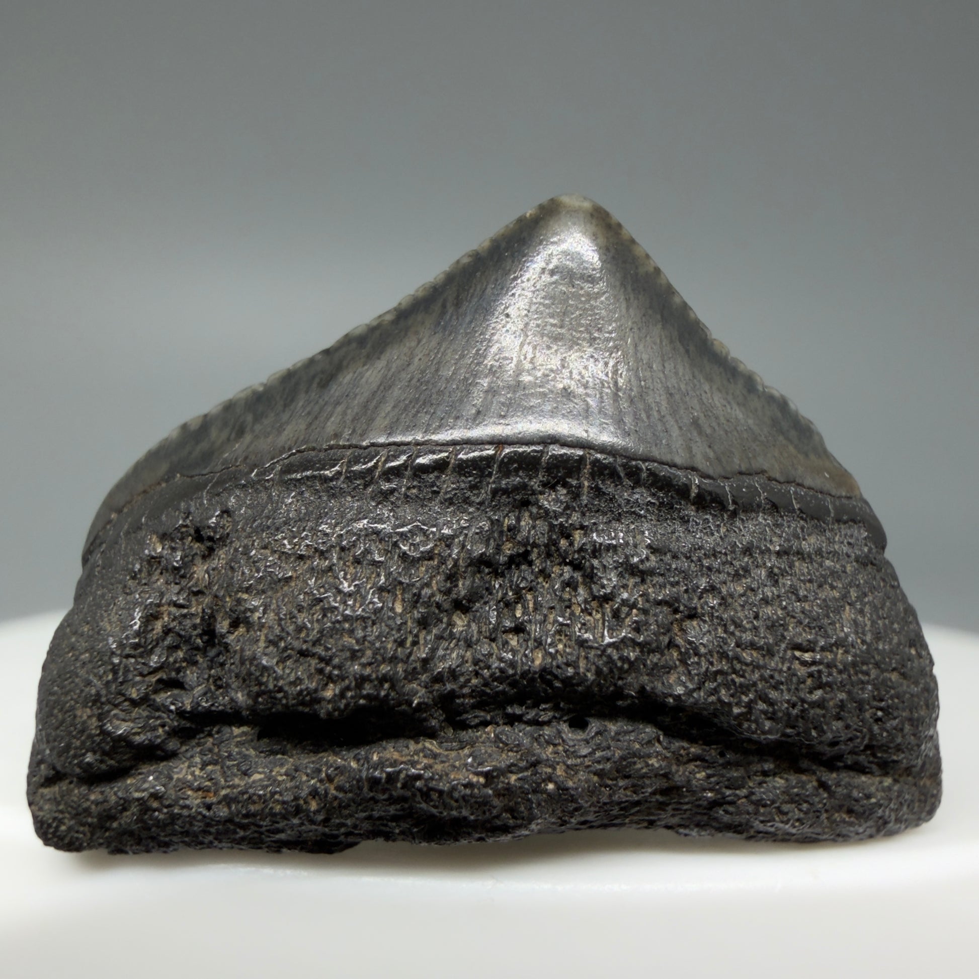 Front View 1.10" Posterior Fossil Megalodon Tooth – South Carolina River Find | Authentic CM6022 